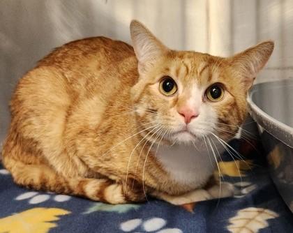 Sam, ADOPTABLE, Young Male Domestic Short Hair.