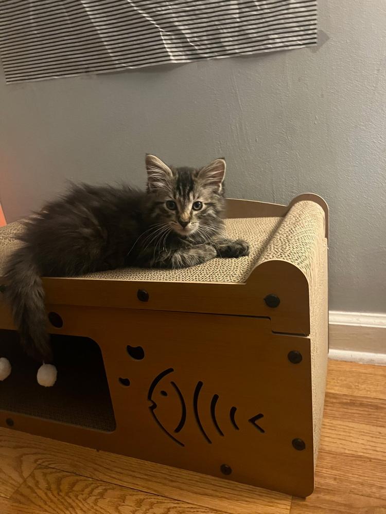 Enlarge Isabella, a Adopted Domestic Medium Hair in Westwood, NJ image 1/1