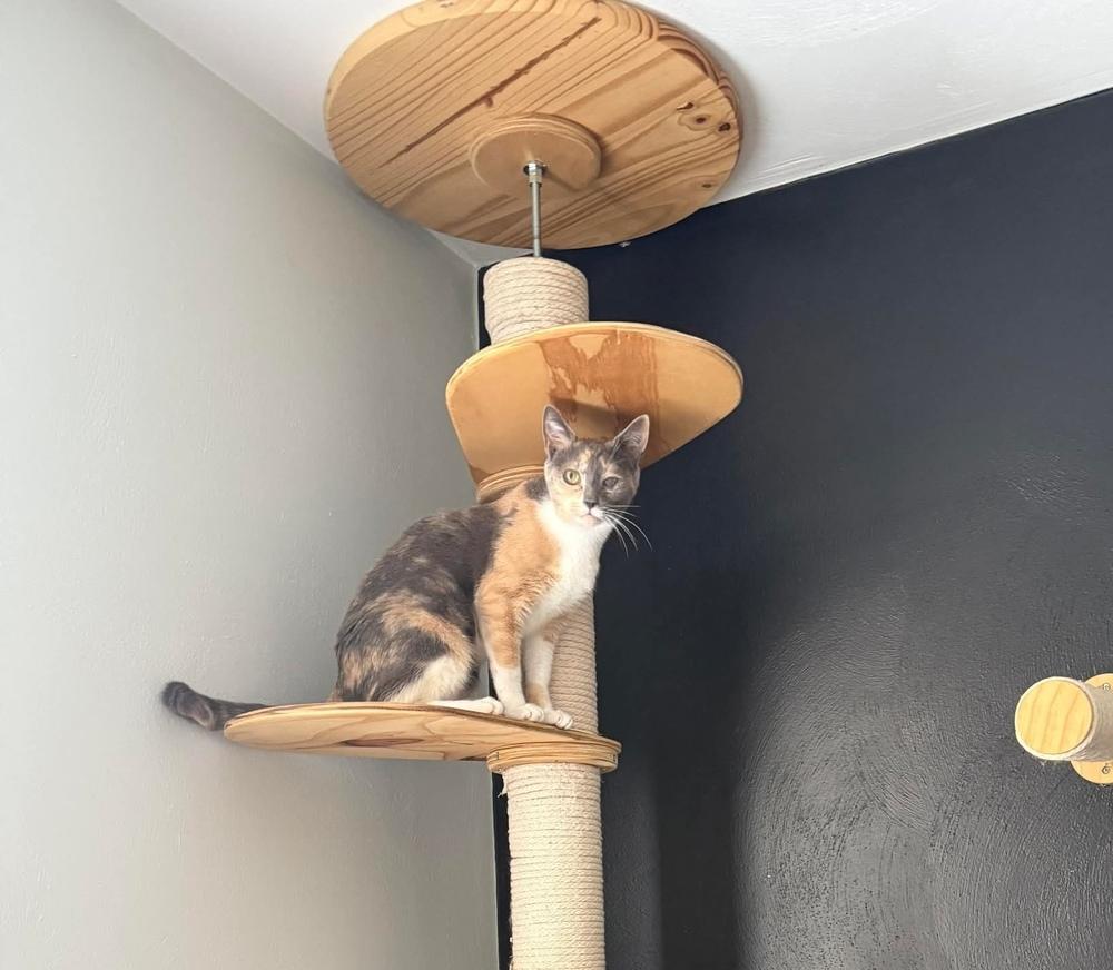 Salt-n-Peppa (aka Bea), Adoptable, Adult Female Domestic Short Hair.