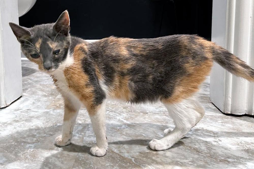 Salt-n-Peppa (aka Bea), a Adoptable Domestic Short Hair in Virginia Beach, VA image 2/6