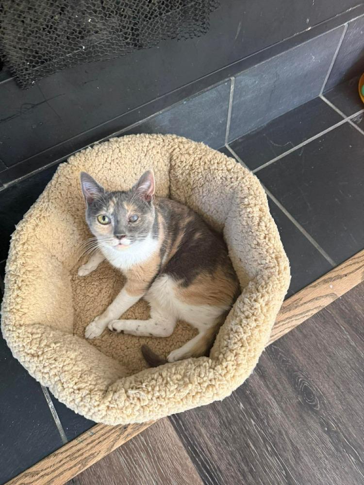 Salt-n-Peppa (aka Bea), a Adoptable Domestic Short Hair in Virginia Beach, VA image 3/6