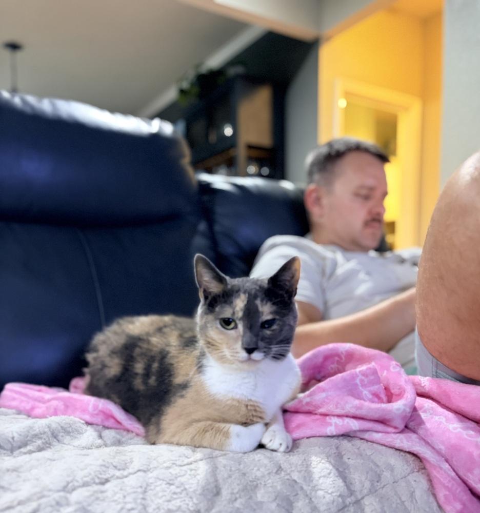 Salt-n-Peppa (aka Bea), a Adoptable Domestic Short Hair in Virginia Beach, VA image 4/6