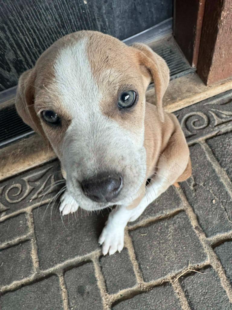 Enlarge Luna, a Adoptable Mixed Breed in Center, TX image 1/1