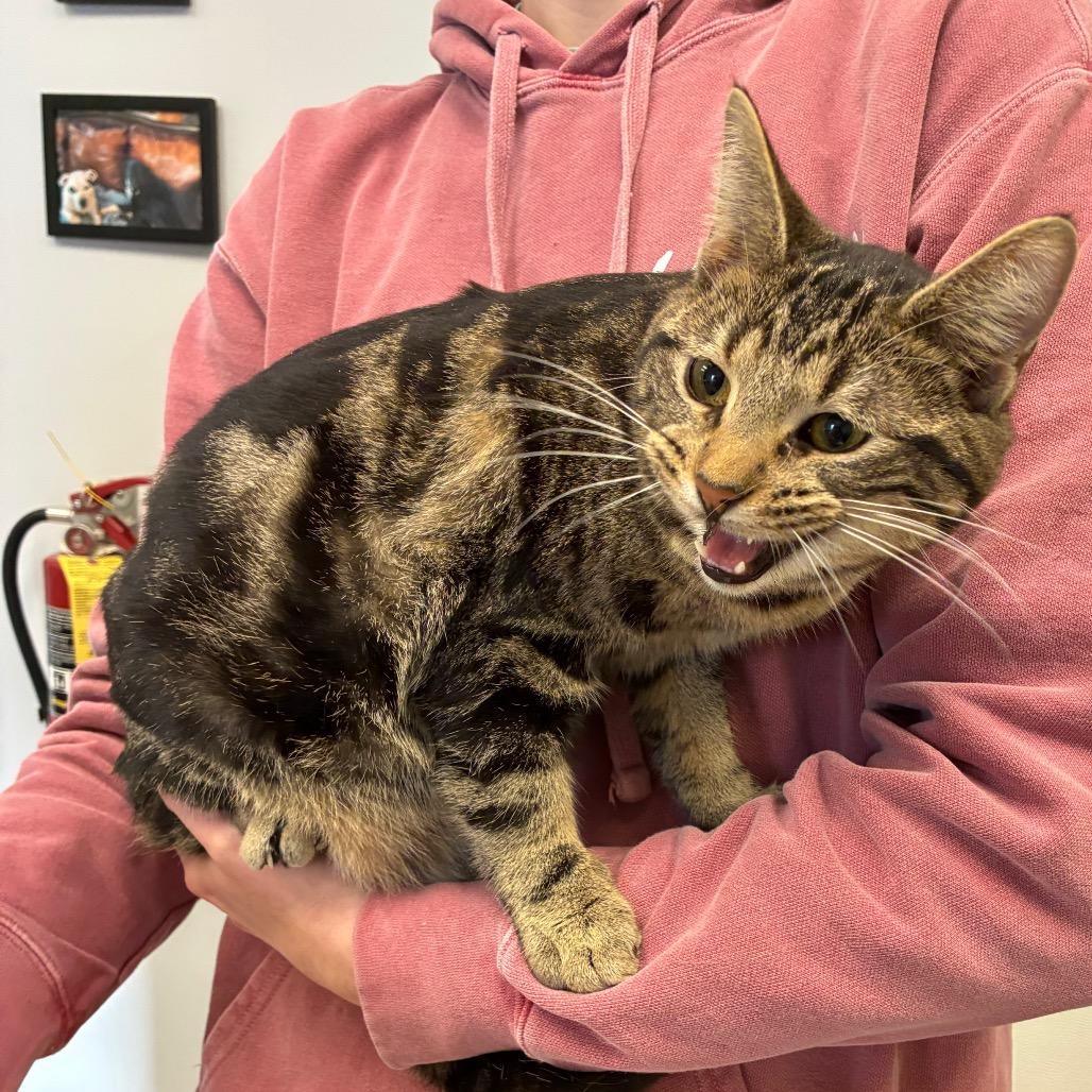 Enlarge Jagger, a Adoptable mixed breed in Morganfield, KY image 1/2