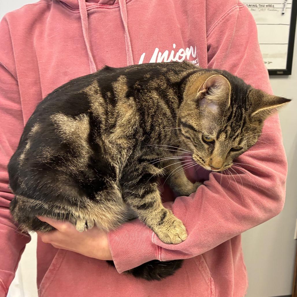 Enlarge Jagger, a Adoptable mixed breed in Morganfield, KY image 2/2