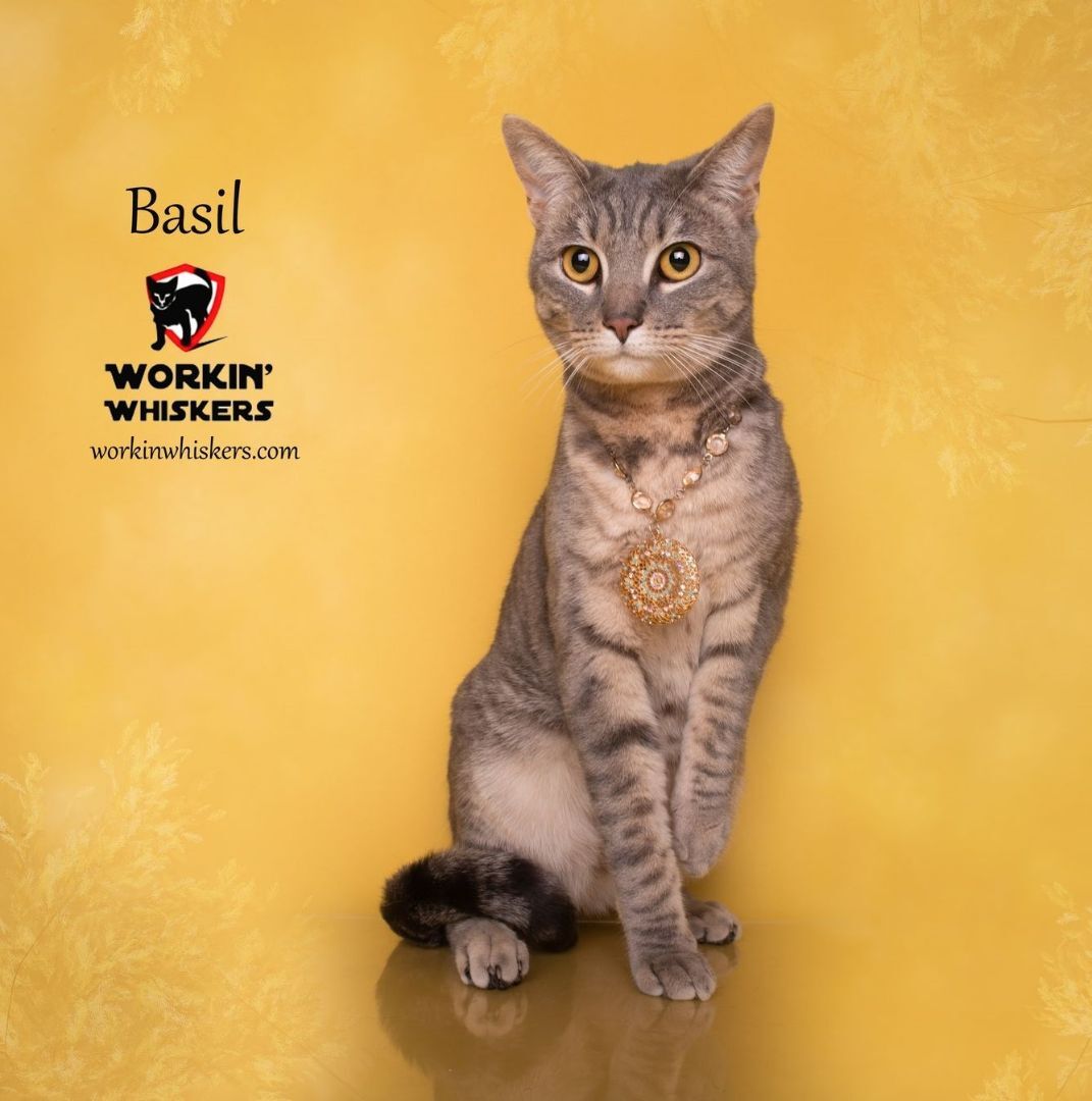 BASIL
