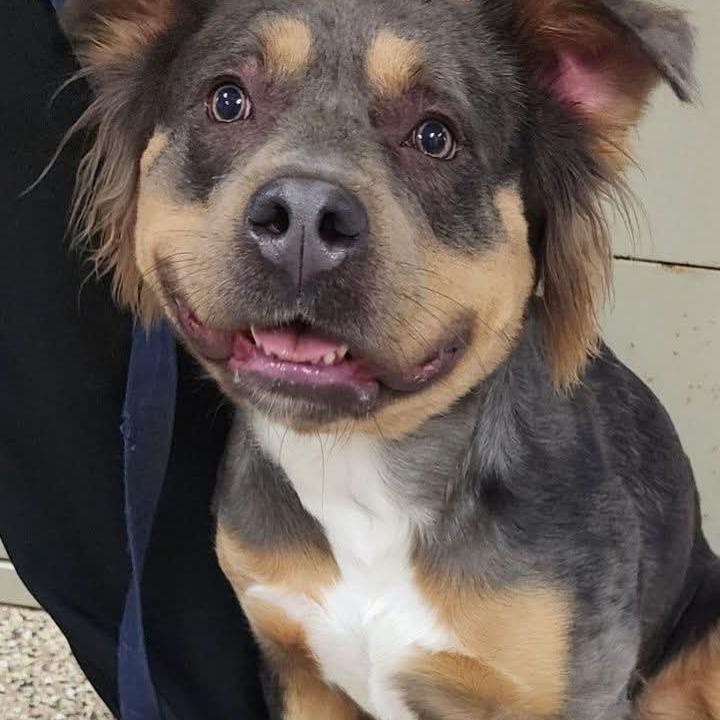 Enlarge Grizmelda, a ADOPTABLE mixed breed in Corydon, IN image 1/1