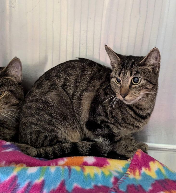 Enlarge Crackle, a Adopted mixed breed in Ocala, FL image 2/3