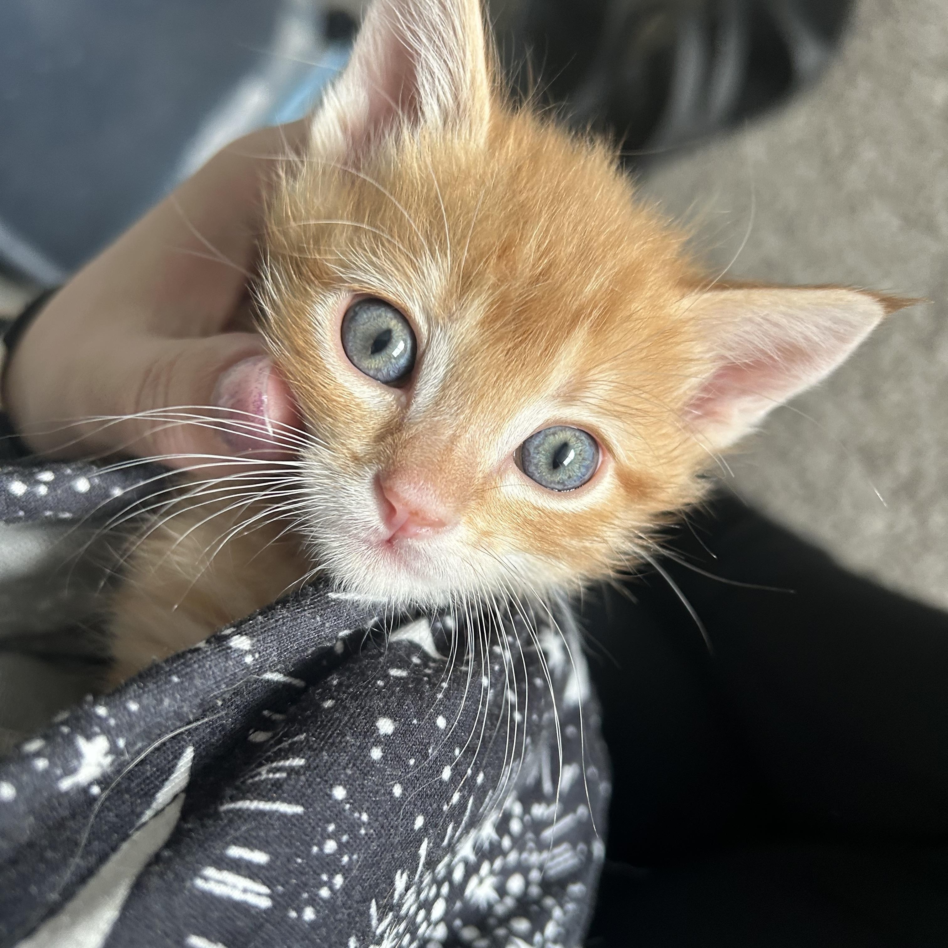 Malcolm, a Adoptable Domestic Short Hair image 1/6