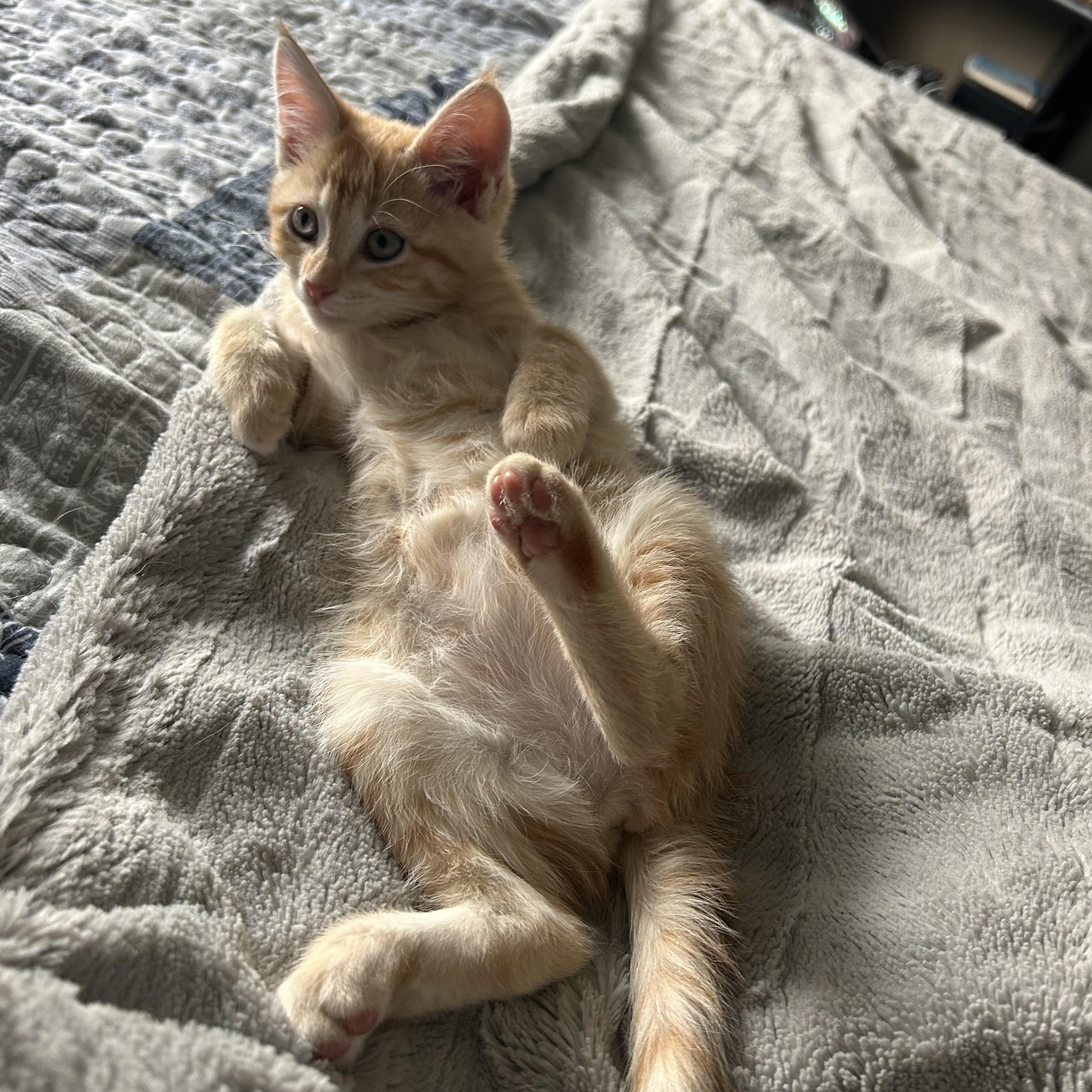 Malcolm, a Adoptable Domestic Short Hair image 2/6