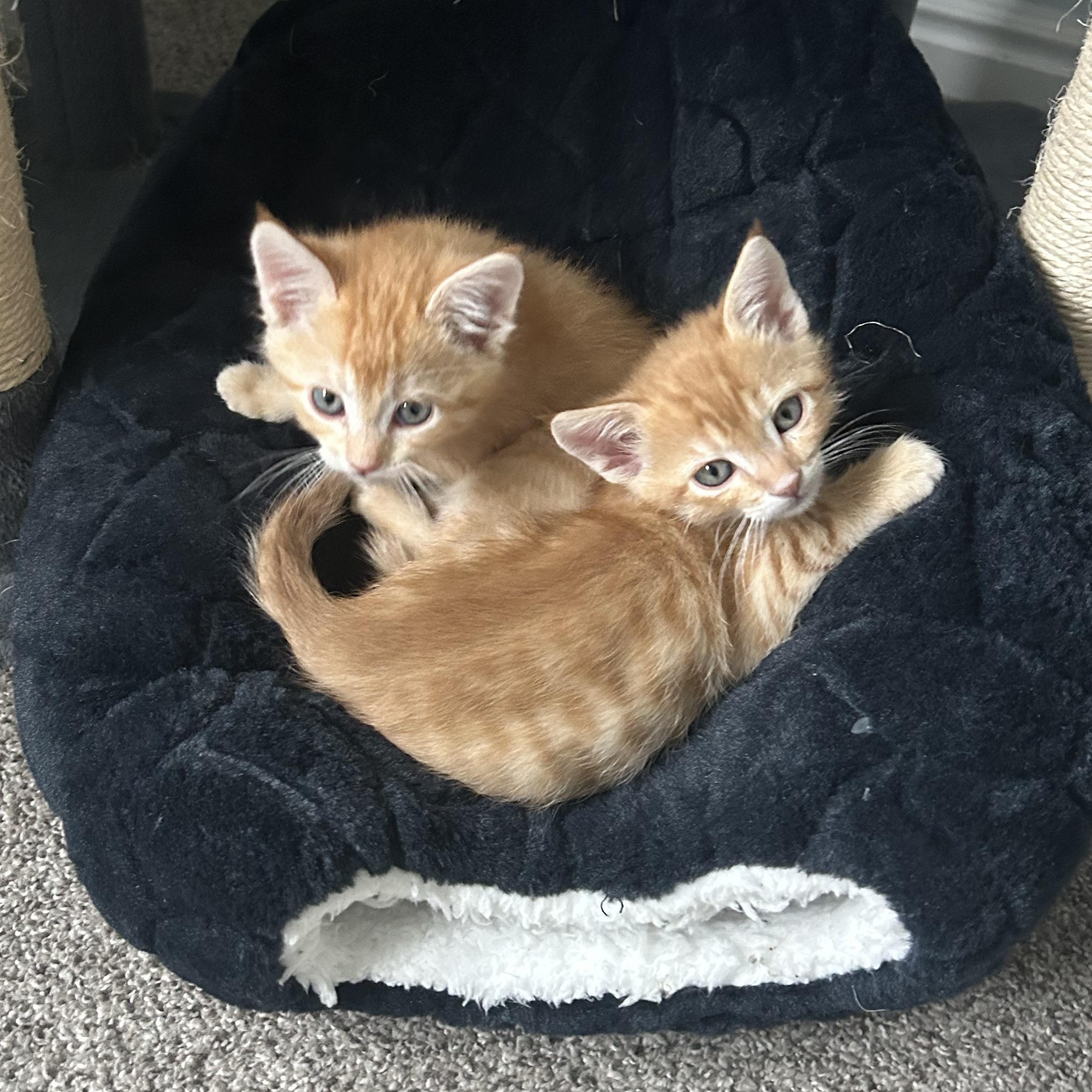 Malcolm, a Adoptable Domestic Short Hair image 3/6