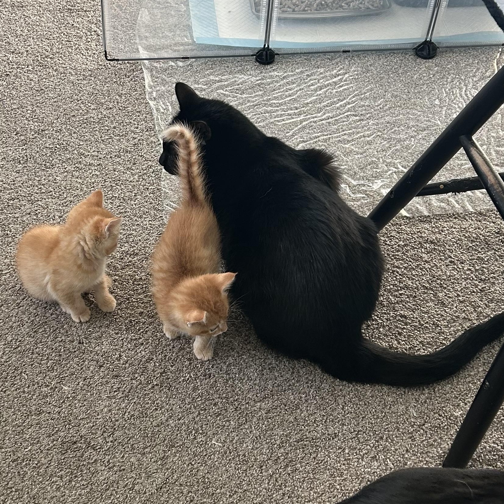 Malcolm, a Adoptable Domestic Short Hair image 4/6