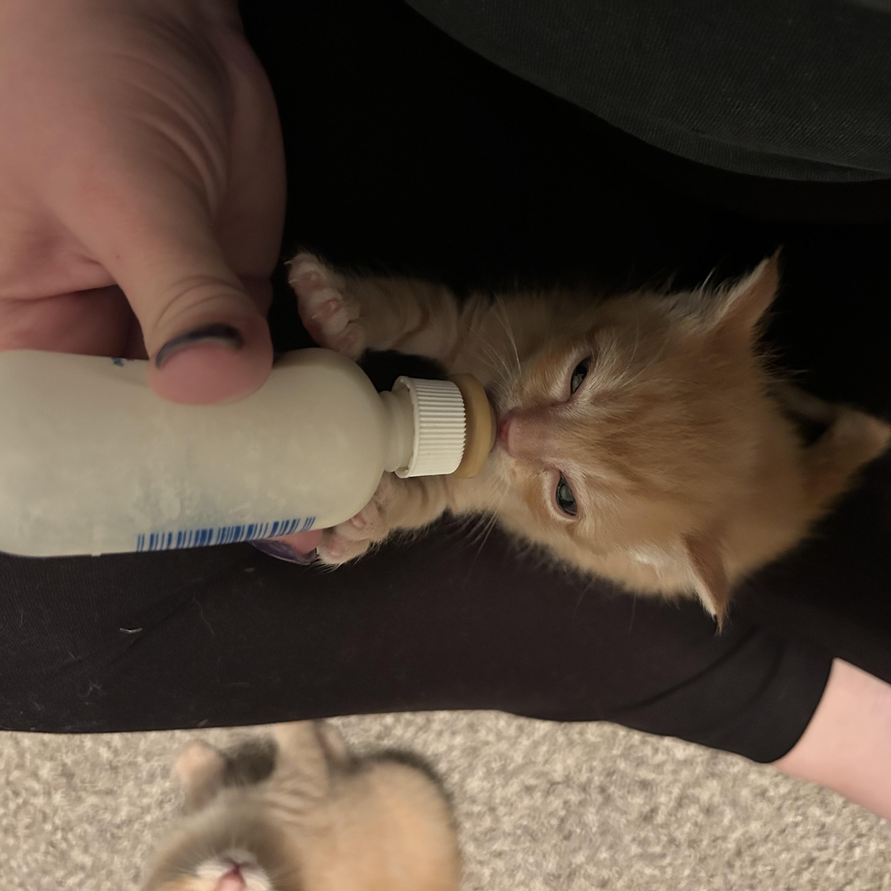 Malcolm, a Adoptable Domestic Short Hair image 5/6