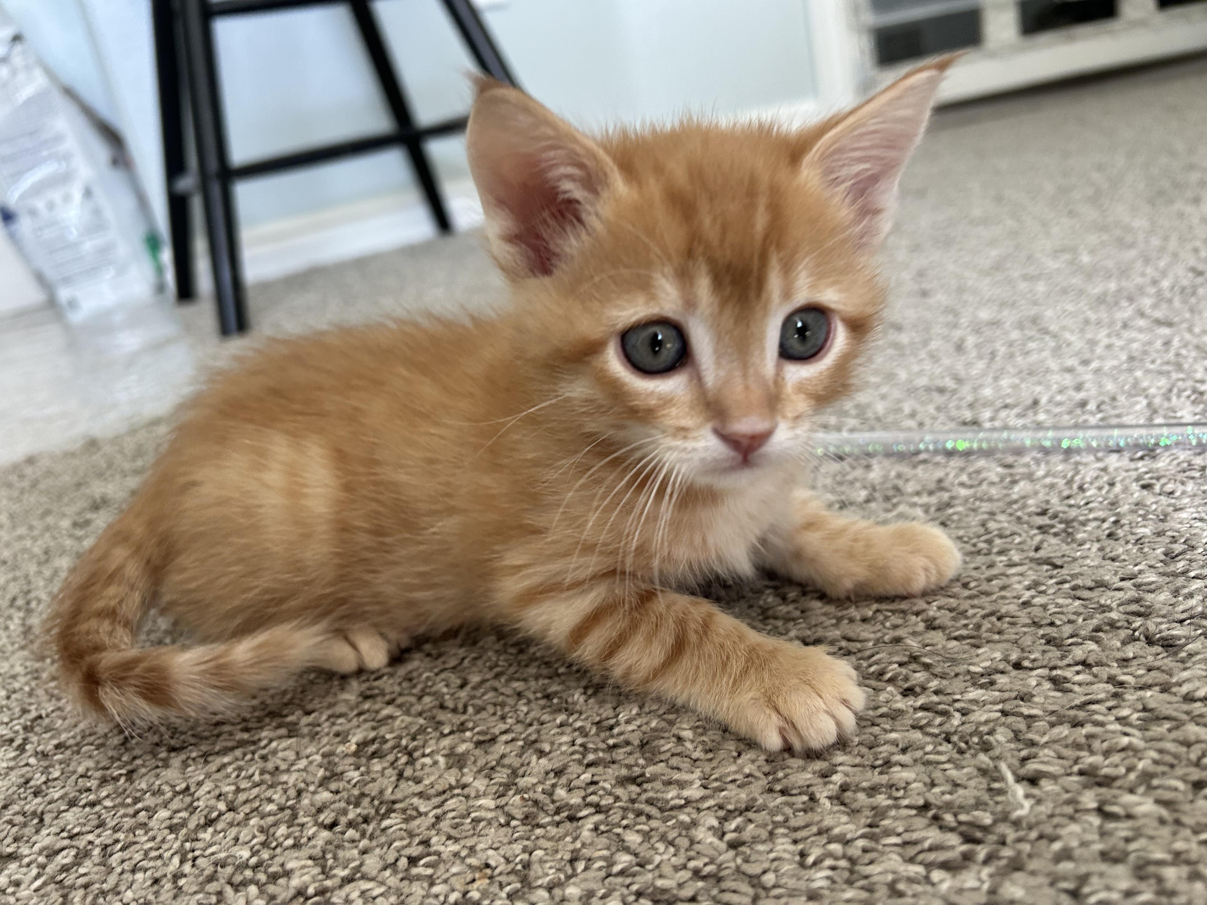 Malcolm, a Adoptable Domestic Short Hair image 6/6