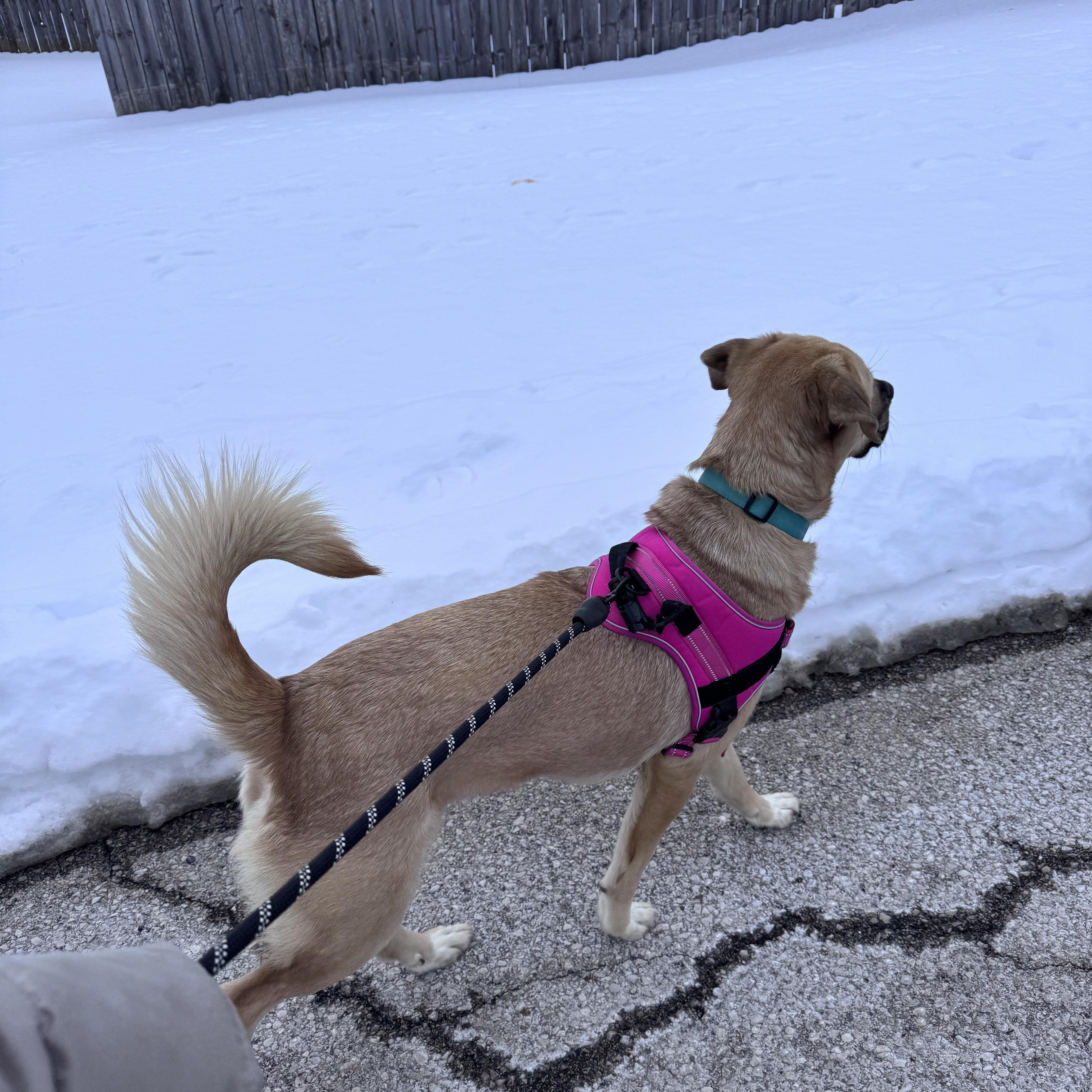 Sophie, an adopted mixed breed in Lexington, KY image 4/5