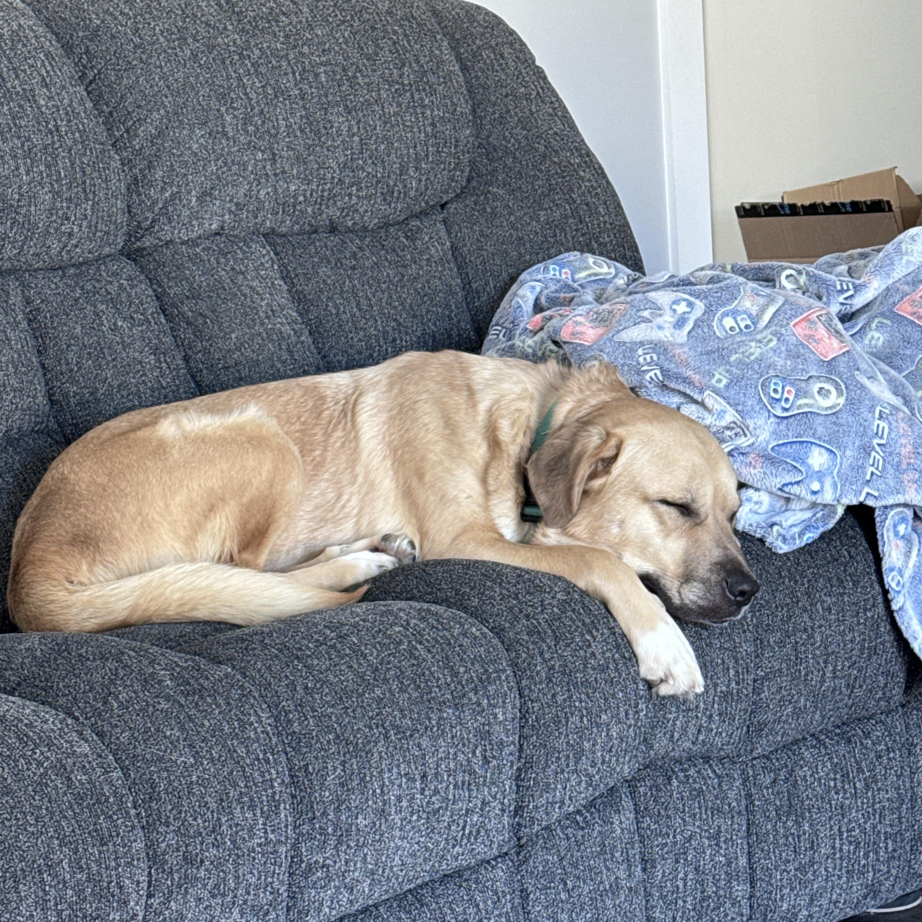 Sophie, an adopted mixed breed in Lexington, KY image 5/5