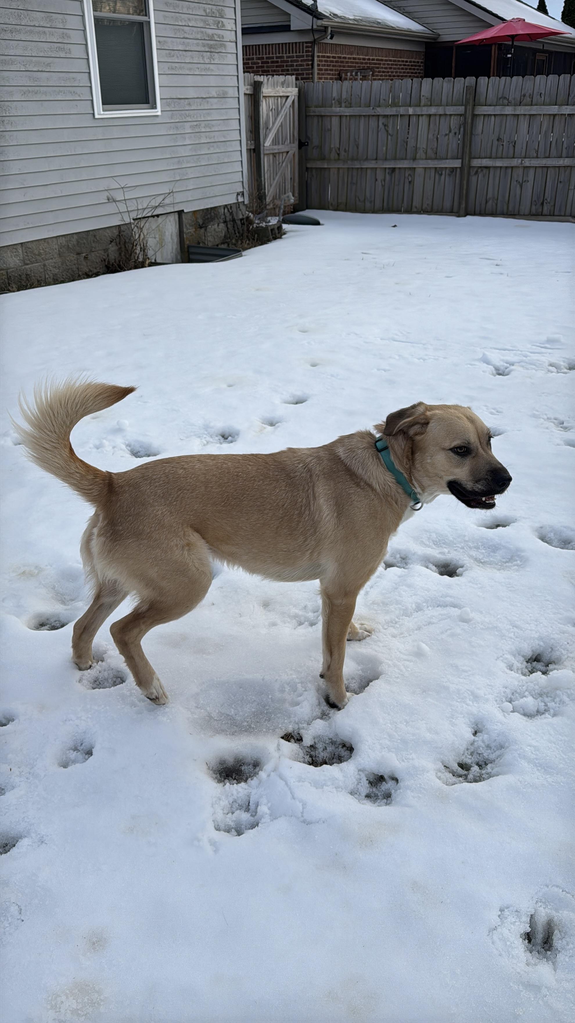 Sophie, an adopted mixed breed in Lexington, KY image 2/5