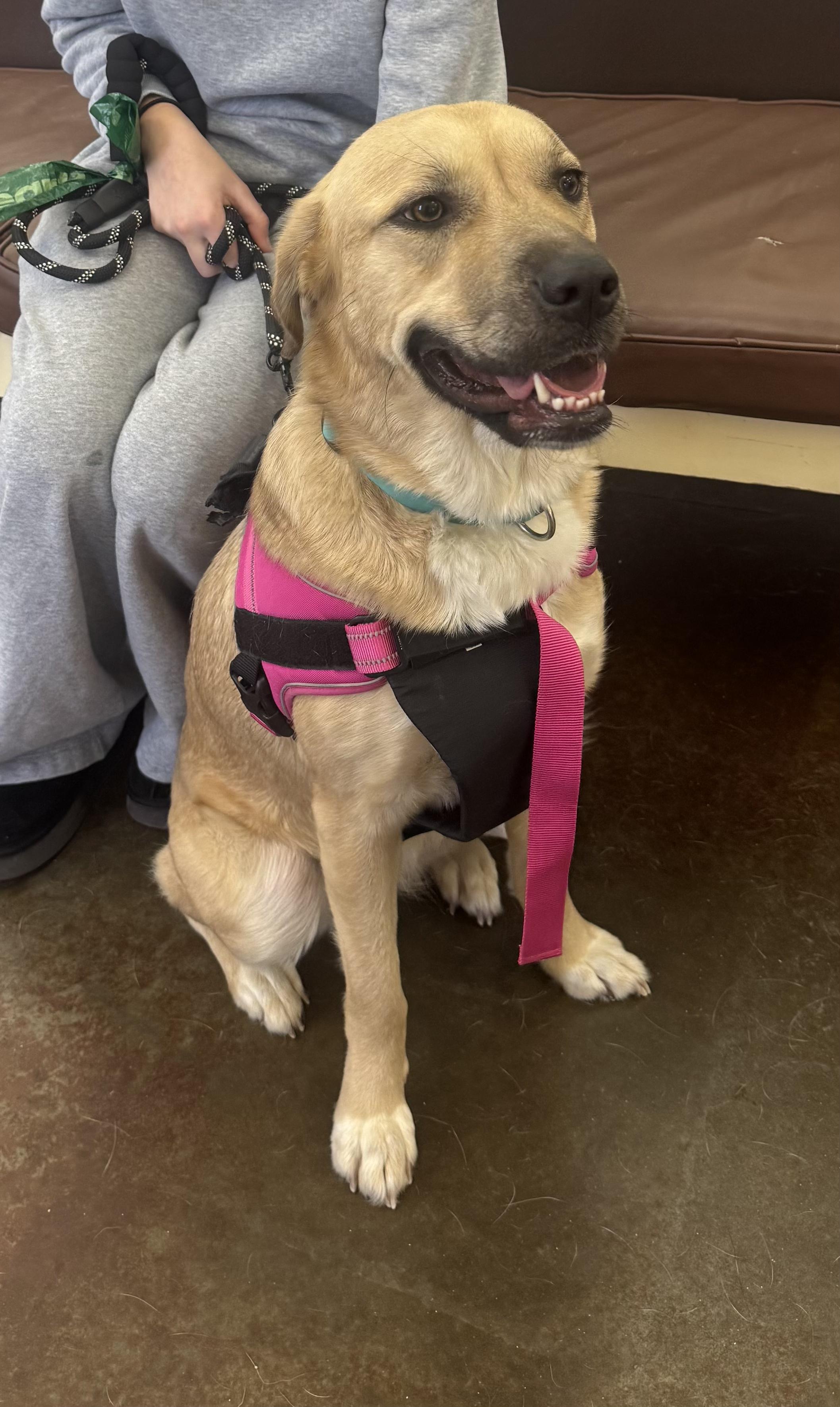 Sophie, an adopted mixed breed in Lexington, KY image 3/5