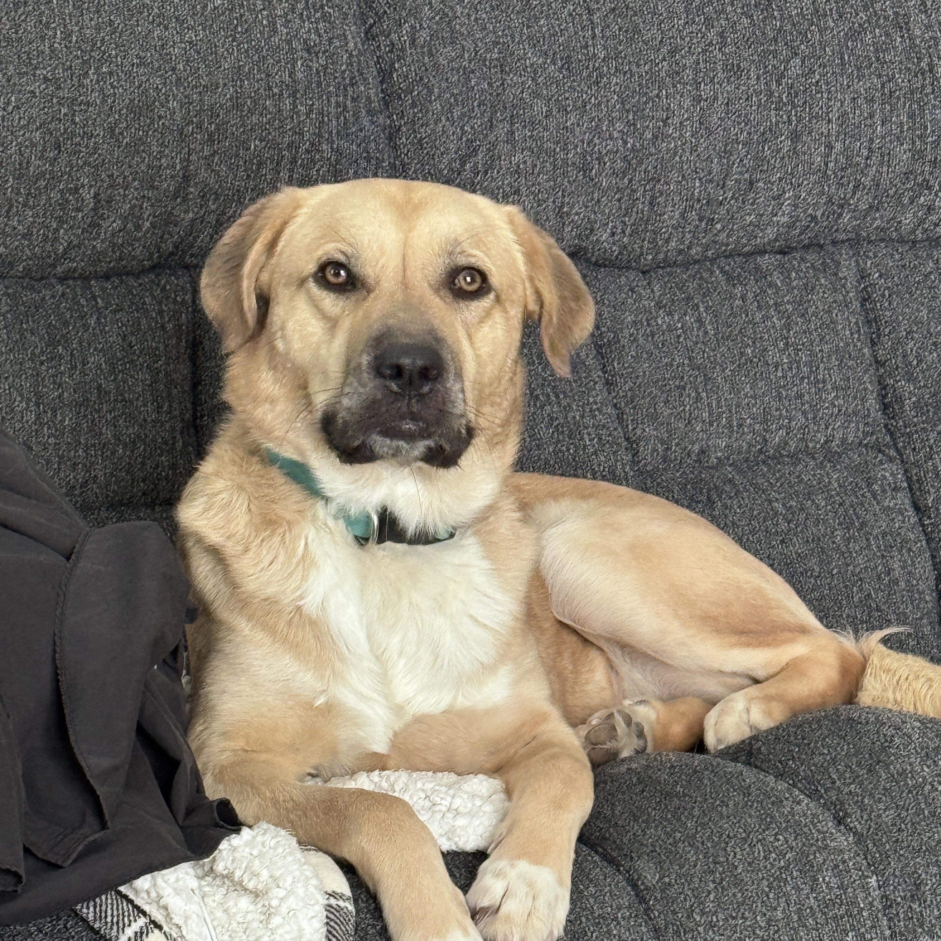 Sophie, an adopted mixed breed in Lexington, KY image 1/5