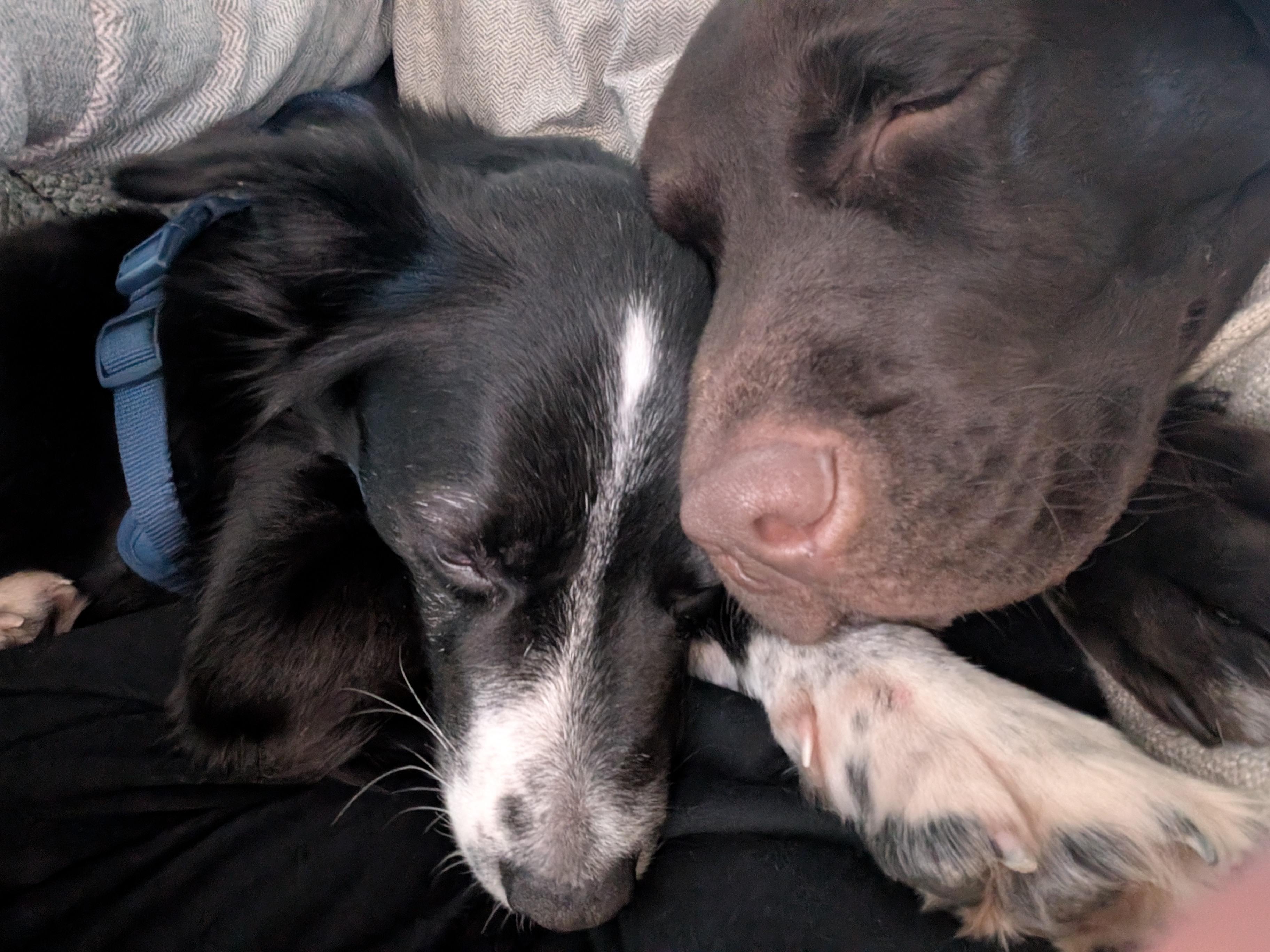 Enlarge Ember, a Adoptable Border Collie in Bradenton, FL image 1/6