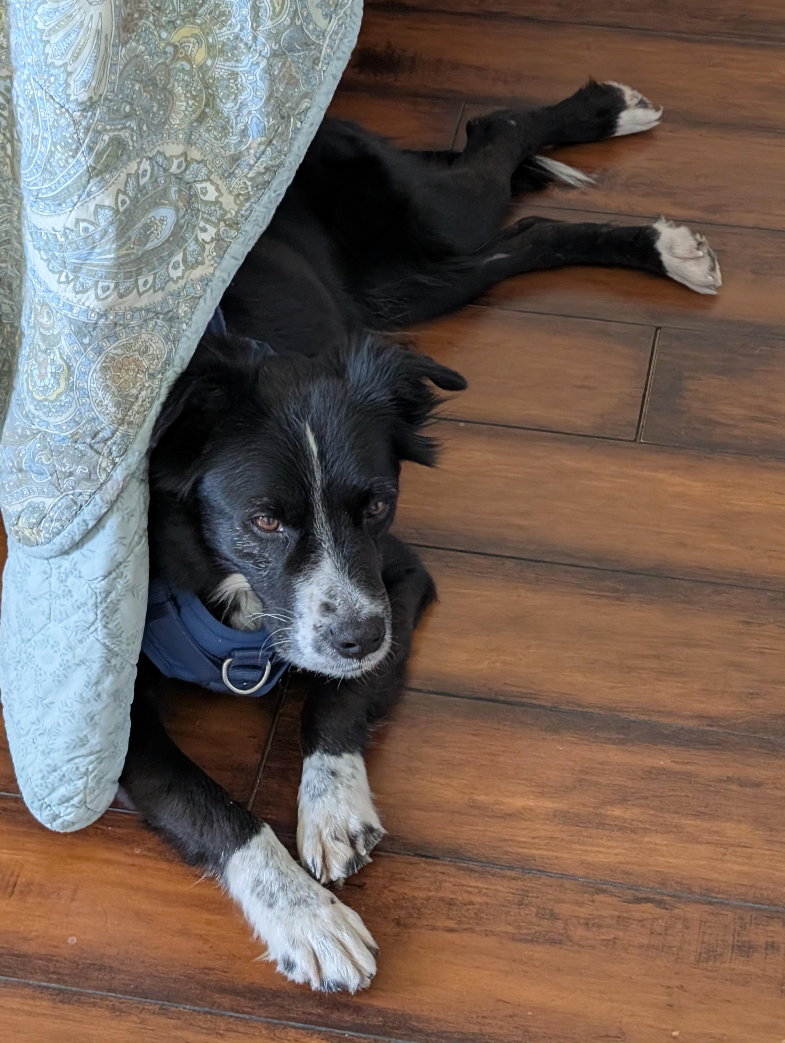 Ember, Adoptable, Adult Female Border Collie.