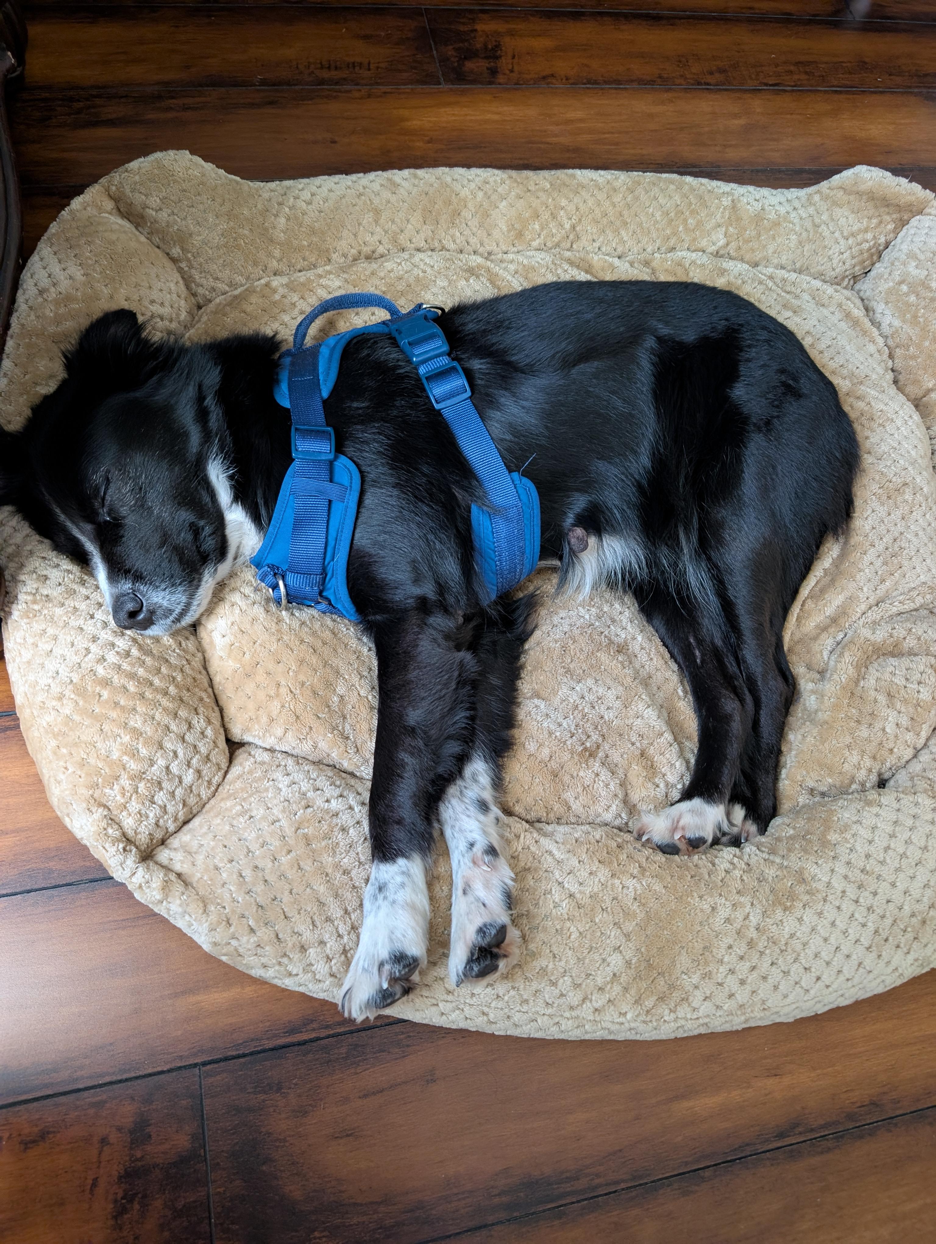 Enlarge Ember, a Adoptable Border Collie in Bradenton, FL image 2/6