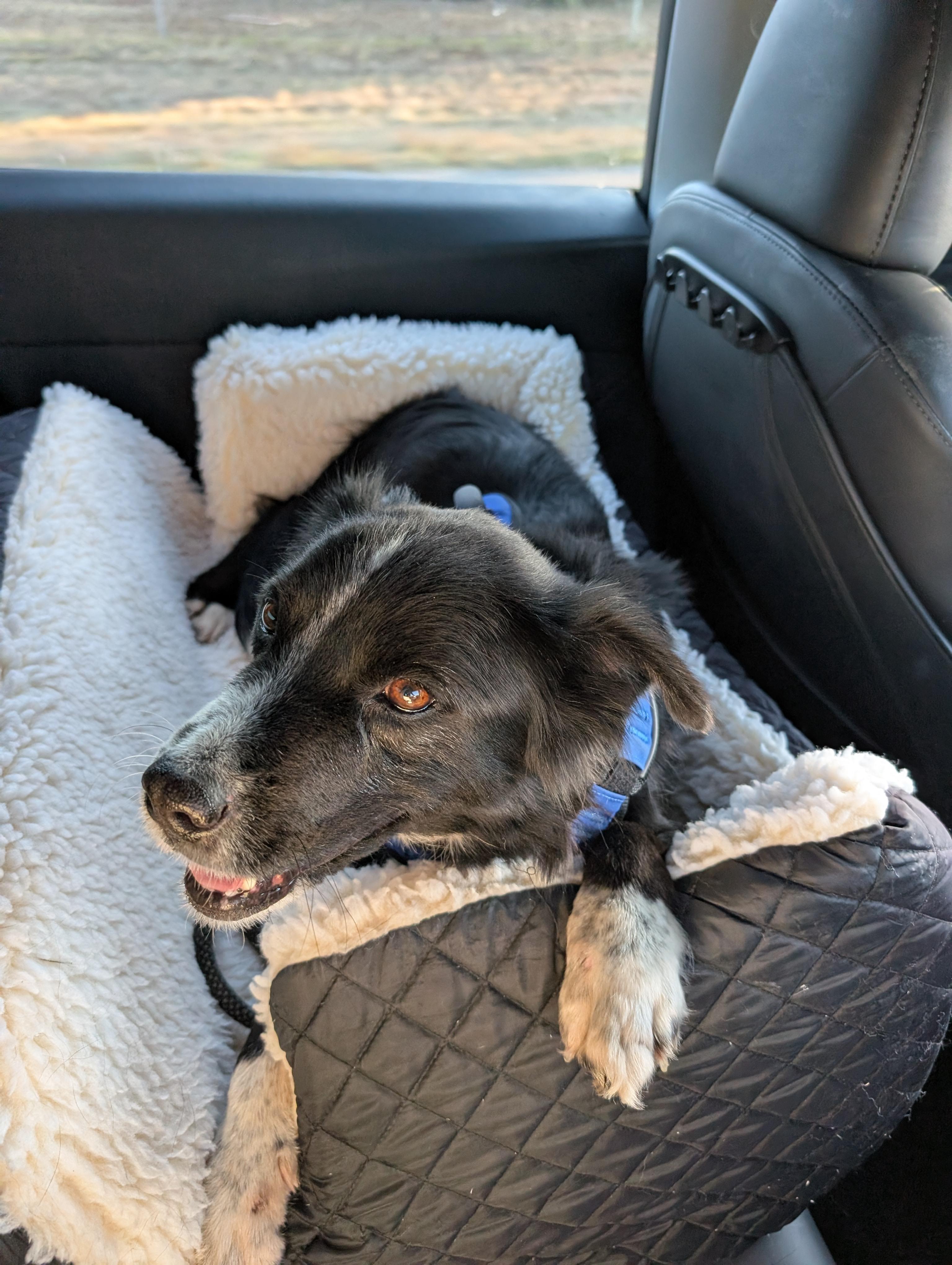 Enlarge Ember, a Adoptable Border Collie in Bradenton, FL image 3/6