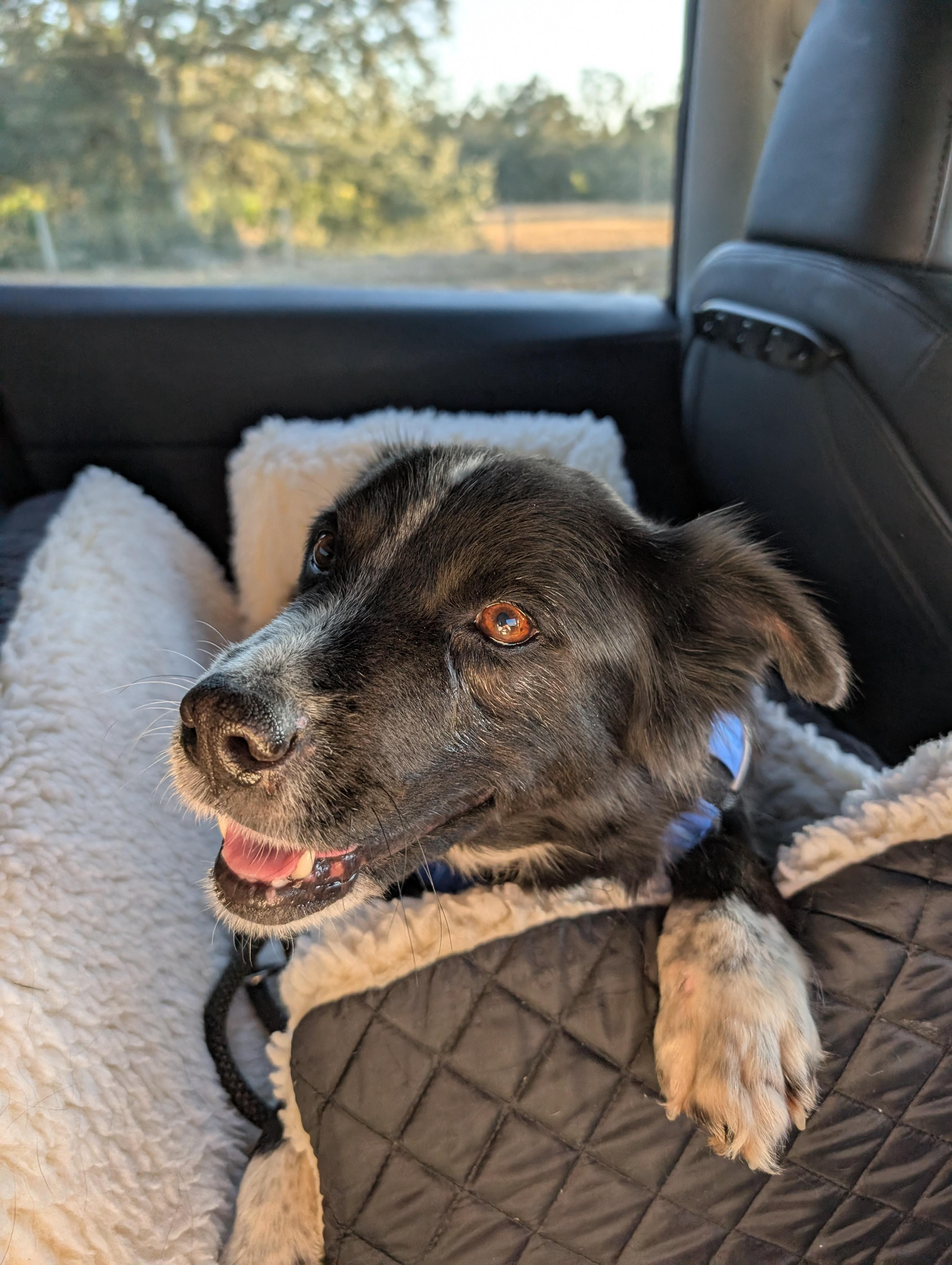 Enlarge Ember, a Adoptable Border Collie in Bradenton, FL image 5/6