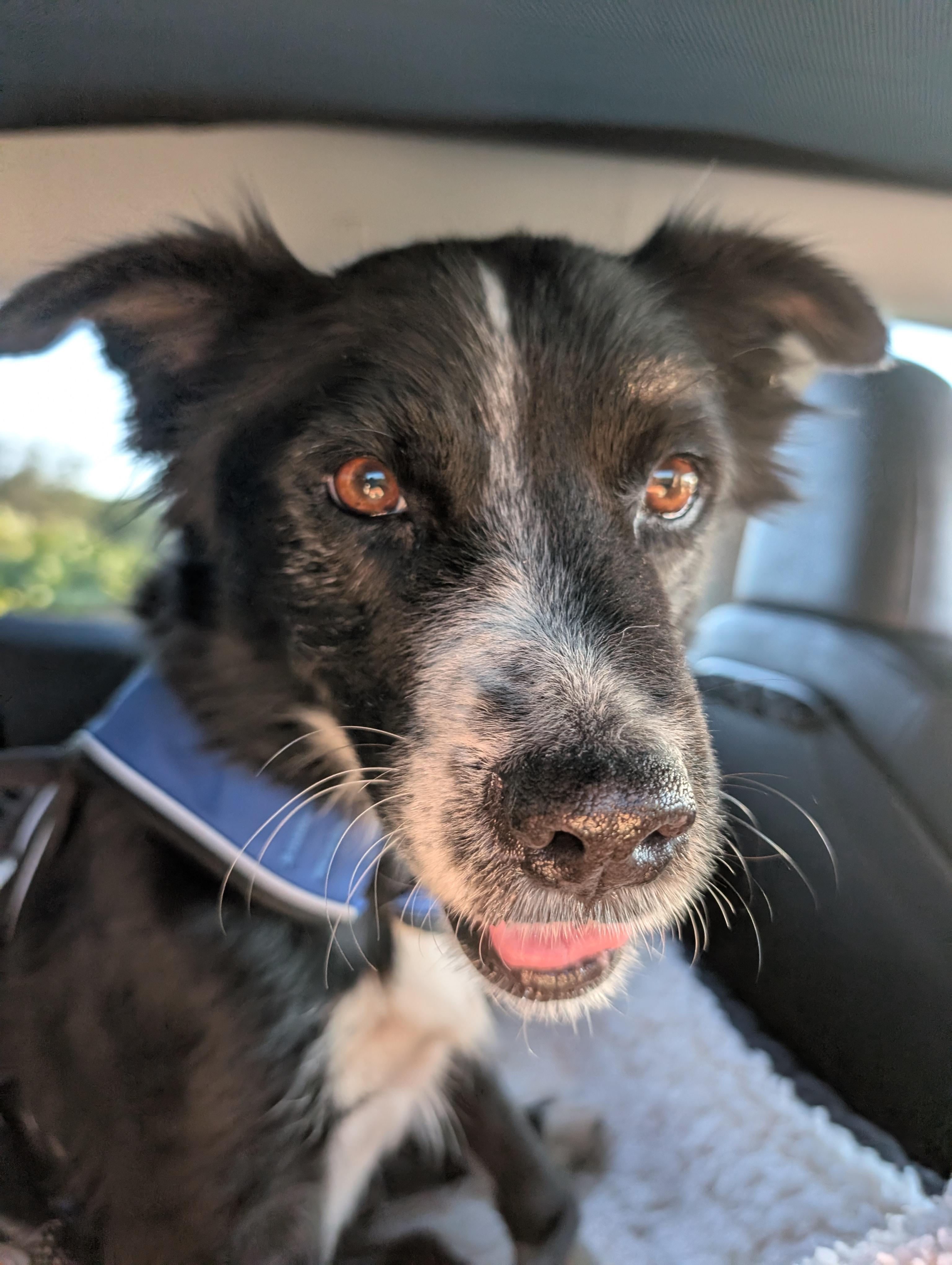 Enlarge Ember, a Adoptable Border Collie in Bradenton, FL image 5/6