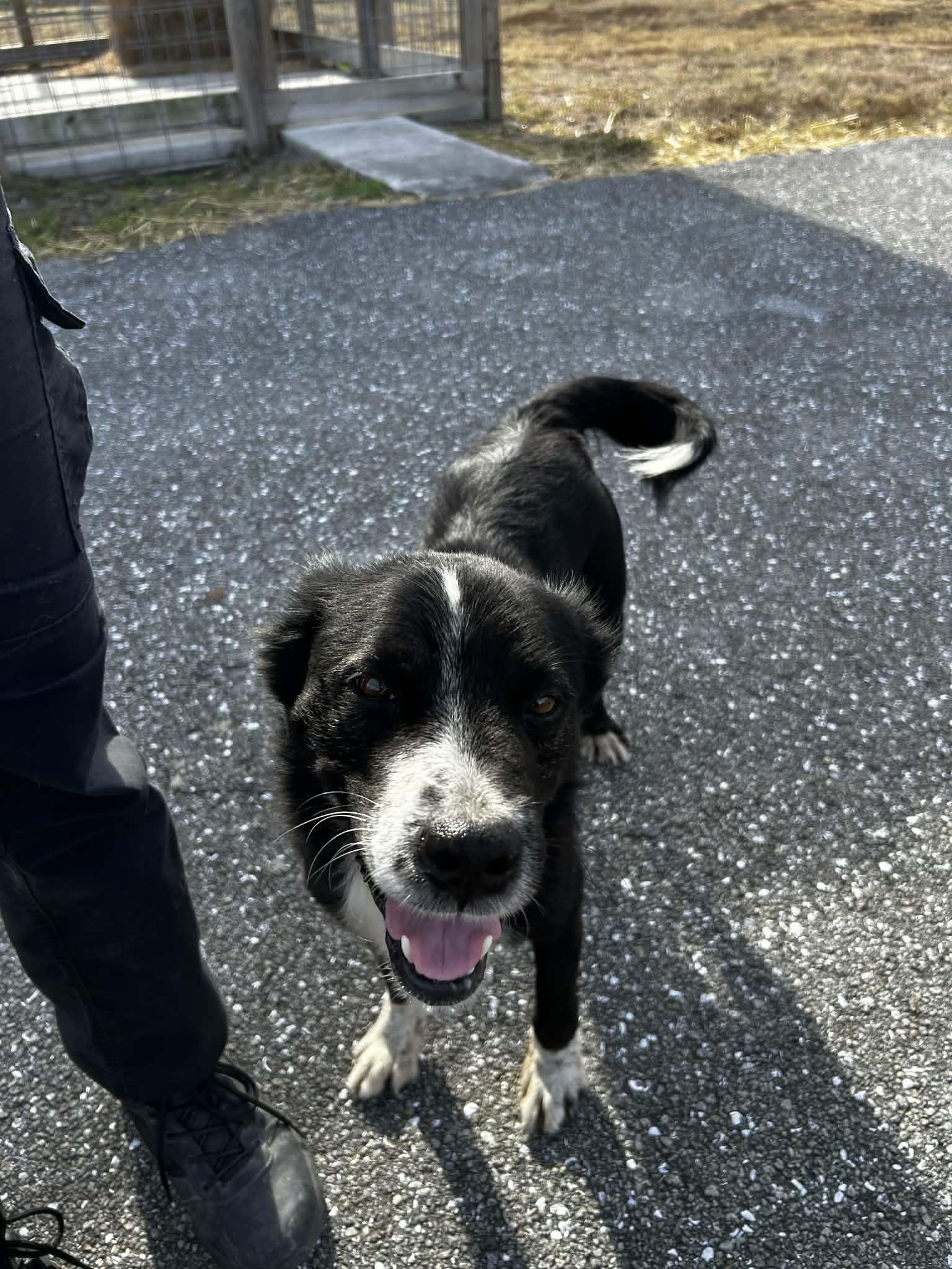 Enlarge Ember, a Adoptable Border Collie in Bradenton, FL image 6/6