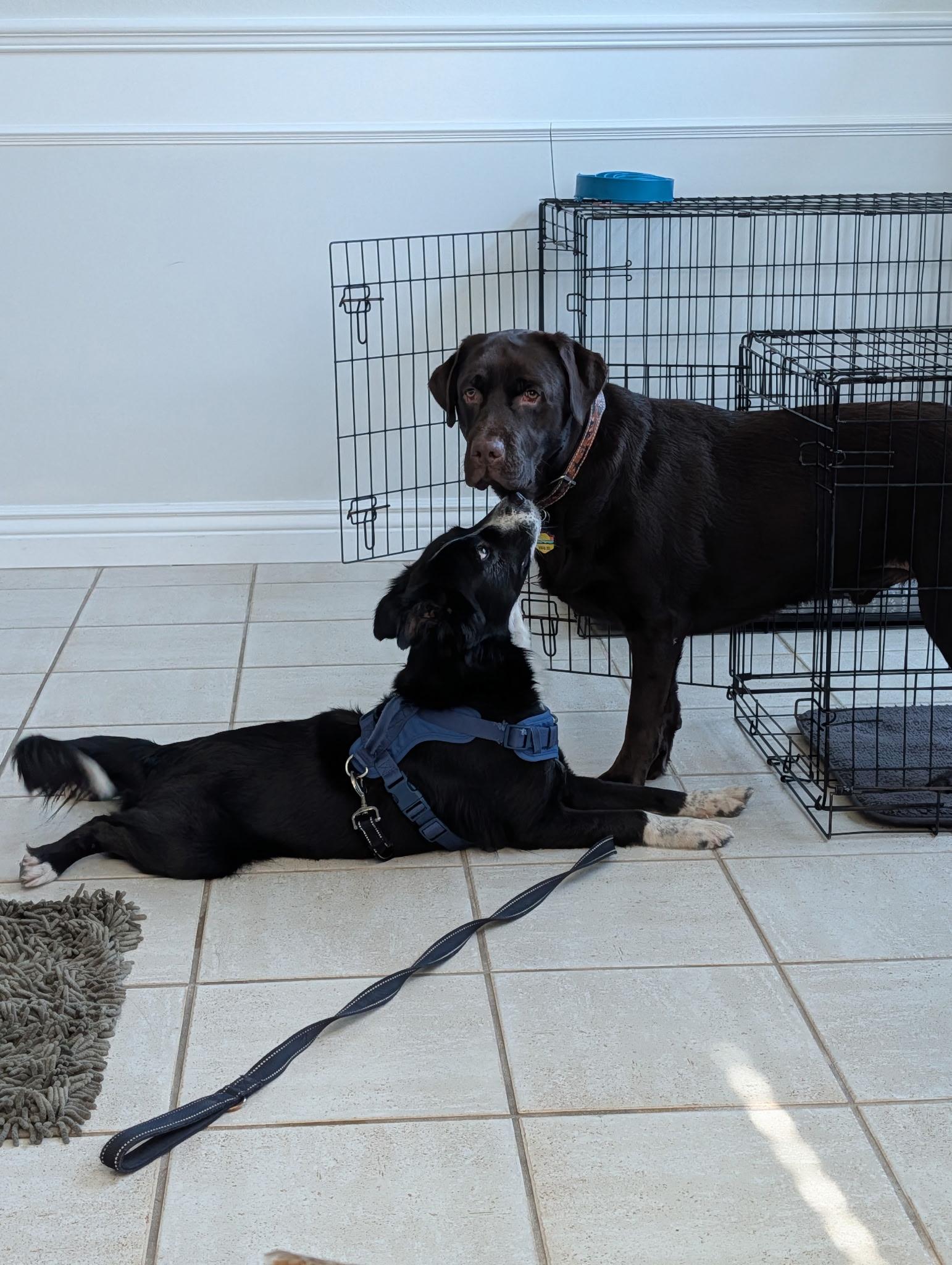 Enlarge Ember, a Adoptable Border Collie in Bradenton, FL image 6/6
