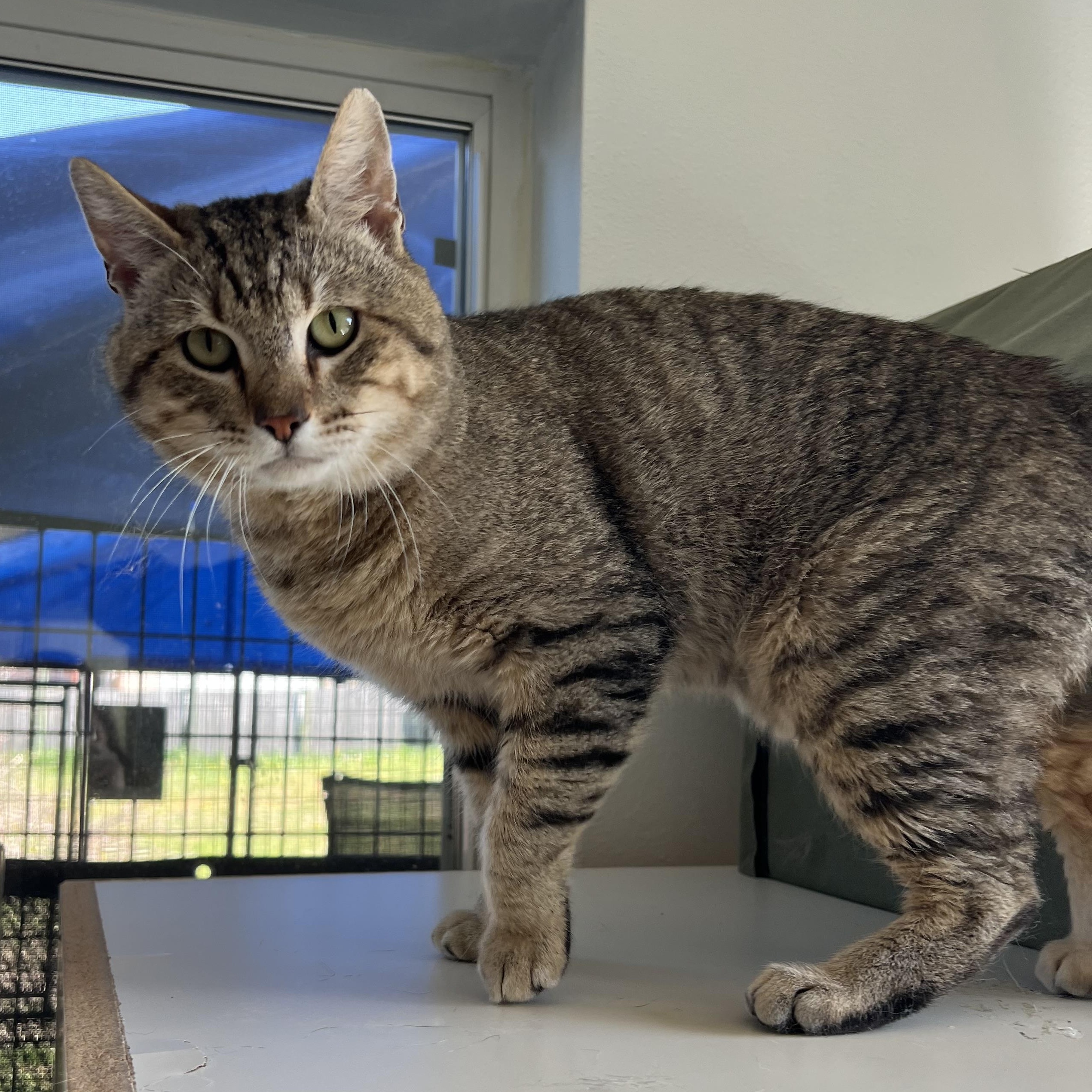 Simba, Adoptable, Young Male Tabby.