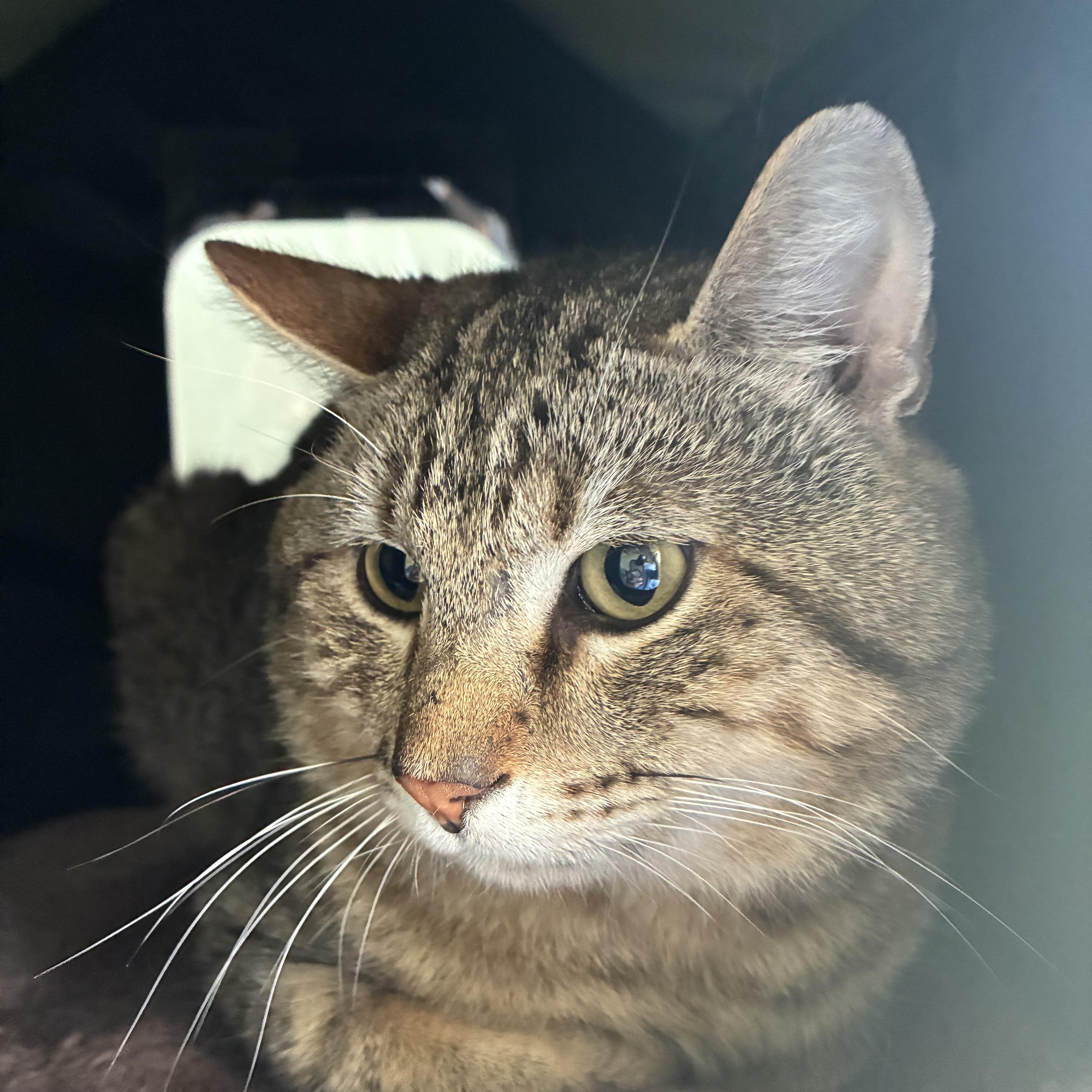 Enlarge Simba, a Adoptable Tabby in Bonners Ferry, ID image 2/4