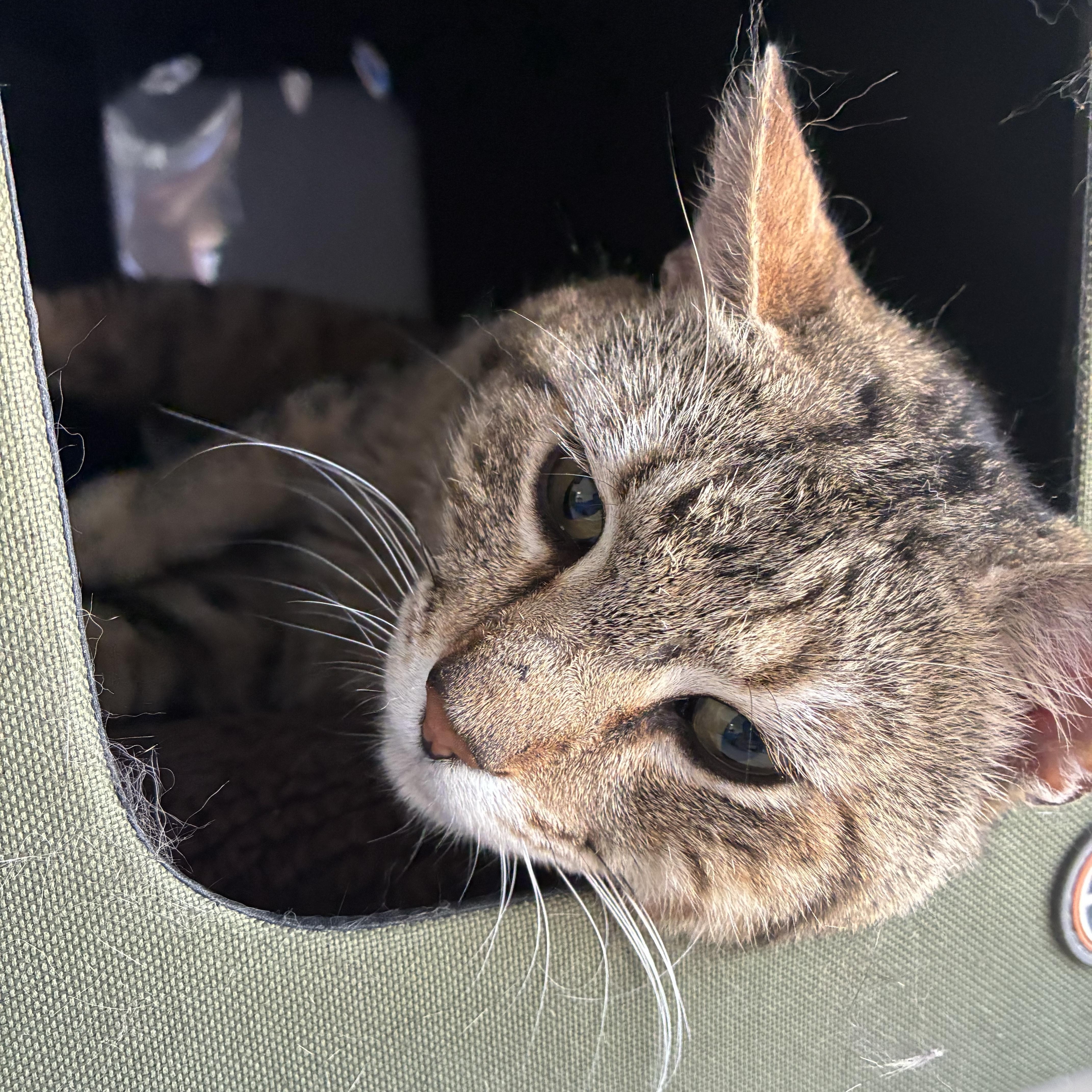 Enlarge Simba, a Adoptable Tabby in Bonners Ferry, ID image 4/4
