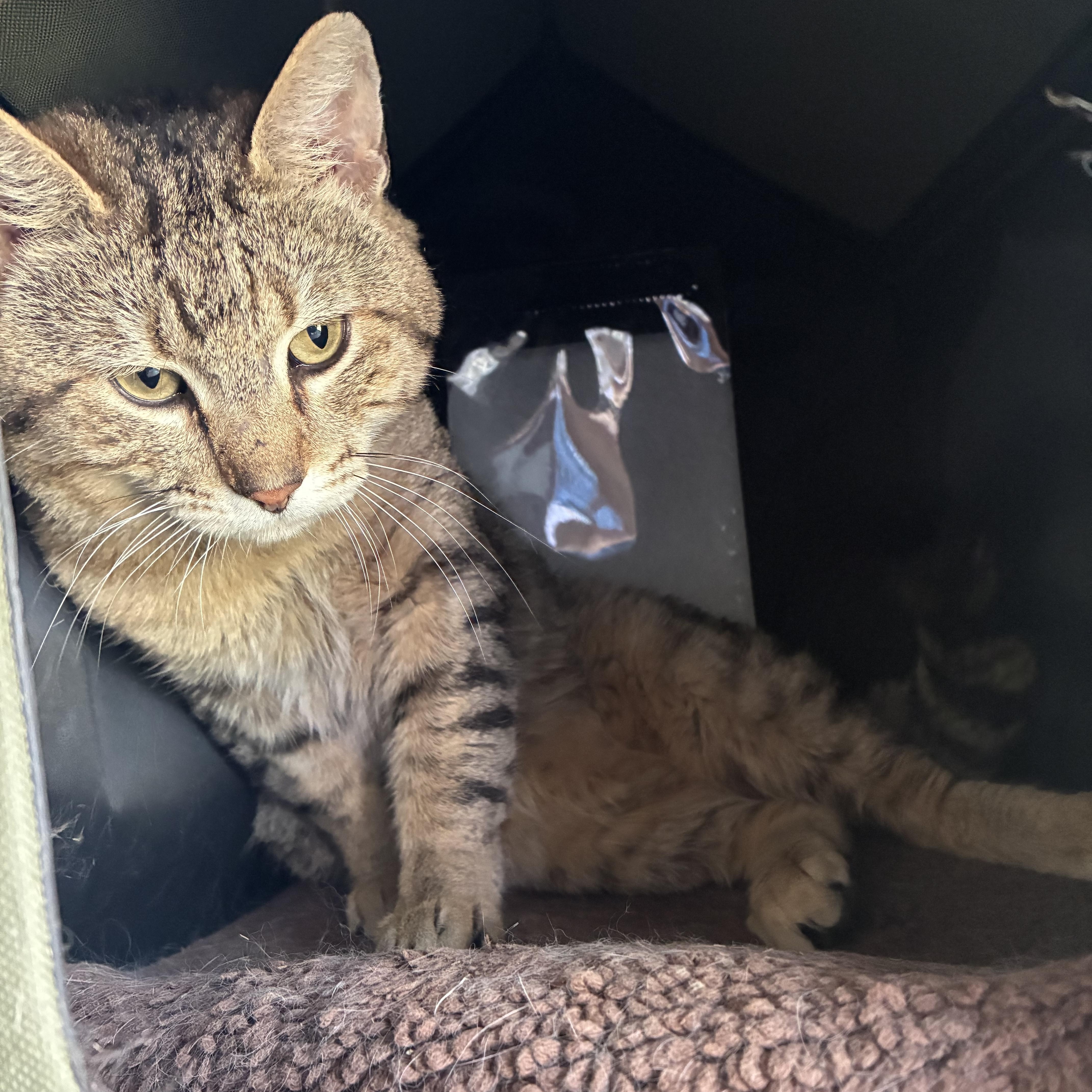 Enlarge Simba, a Adoptable Tabby in Bonners Ferry, ID image 3/4