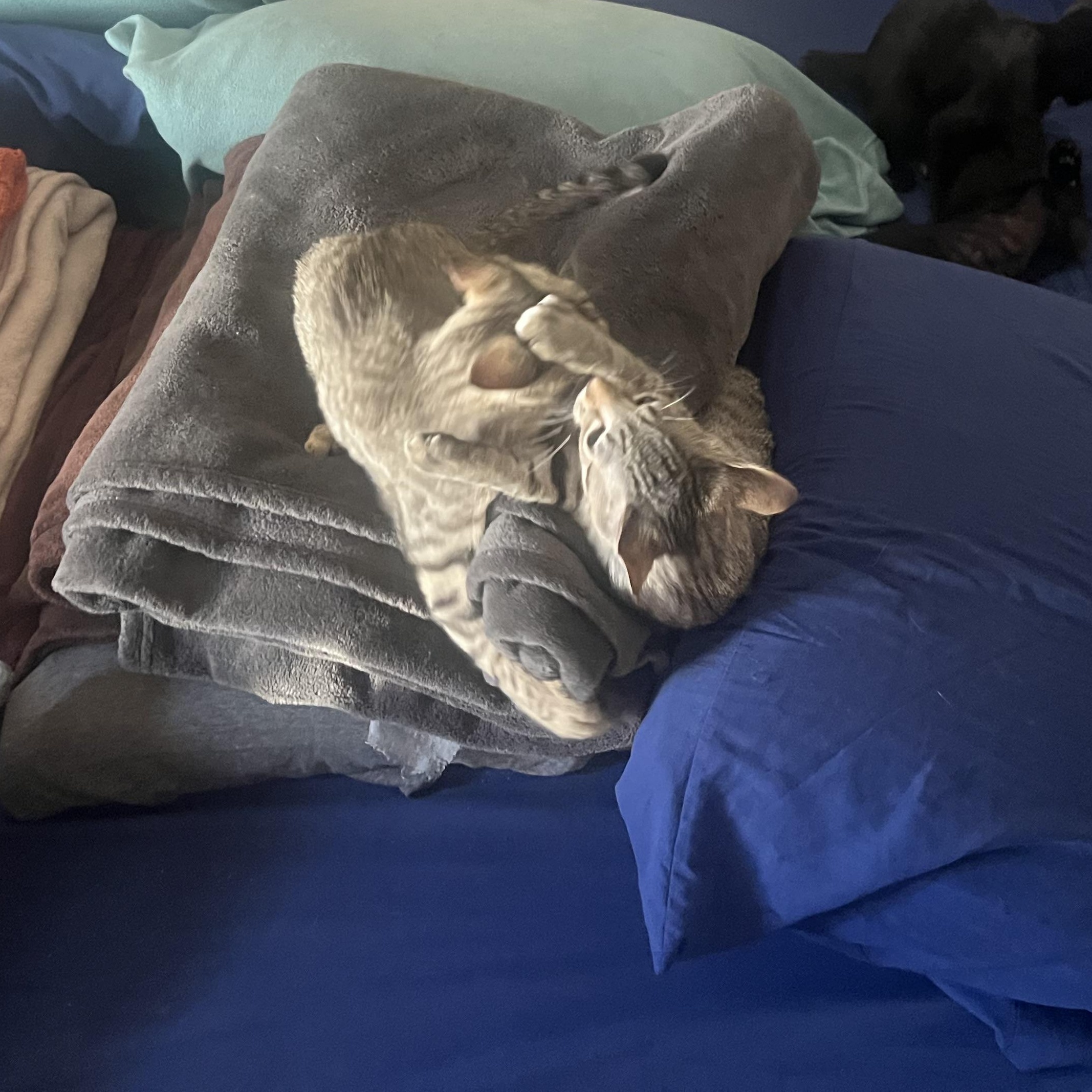 Enlarge Simon Tam, a ADOPTABLE Domestic Short Hair in Royal Oak, MI image 2/2