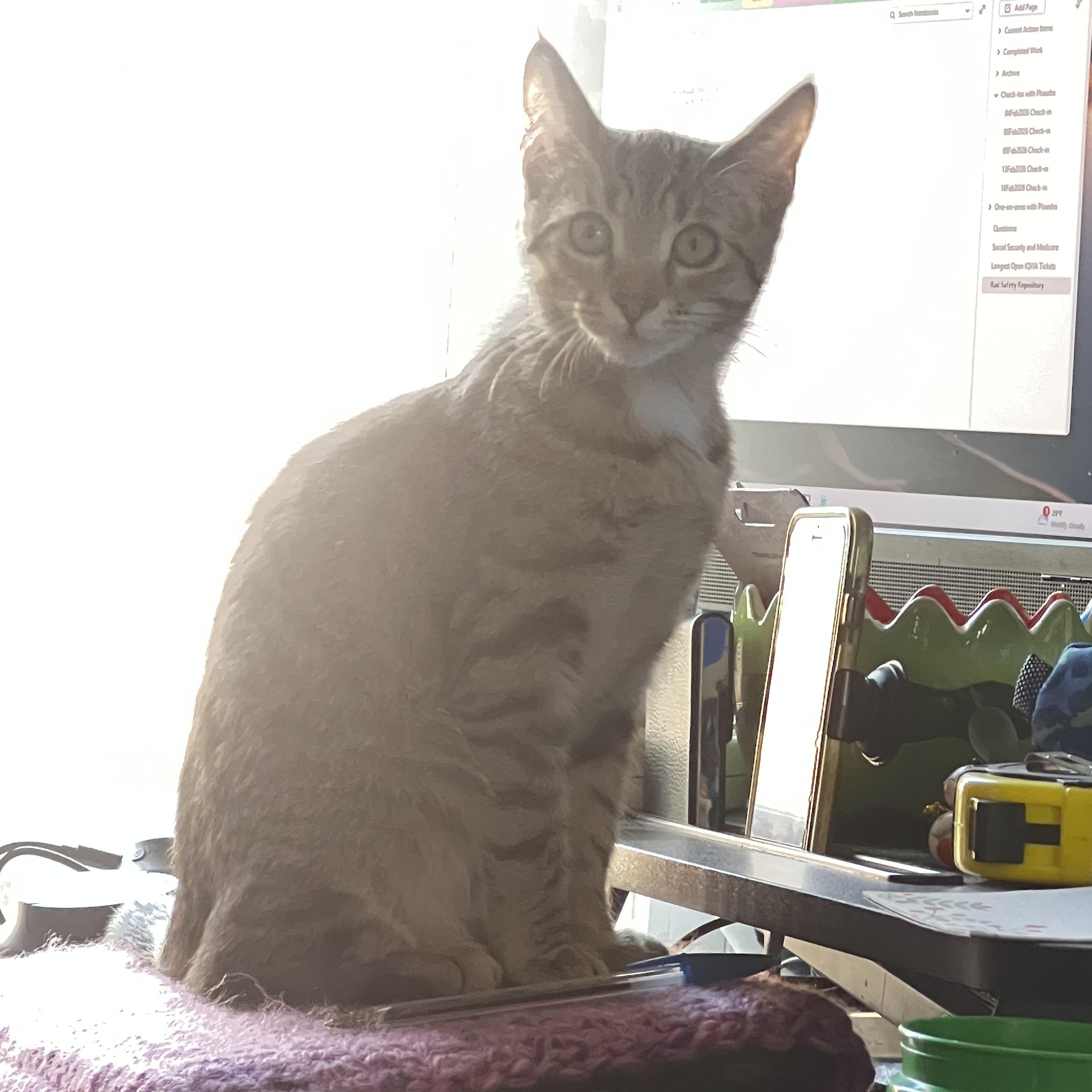 Simon Tam, ADOPTABLE, Kitten Female Domestic Short Hair.