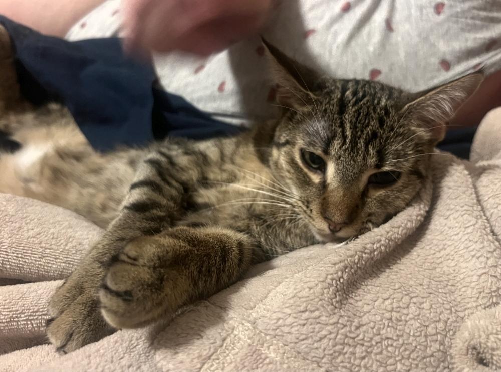 Simon Tam, ADOPTABLE, Young Female Domestic Short Hair.