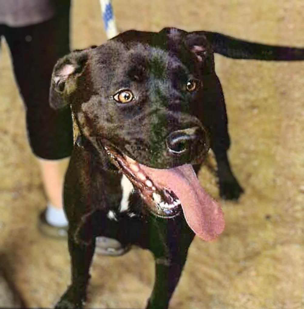 Enlarge Yukon, a Adoptable mixed breed in Georgetown, TN image 1/1