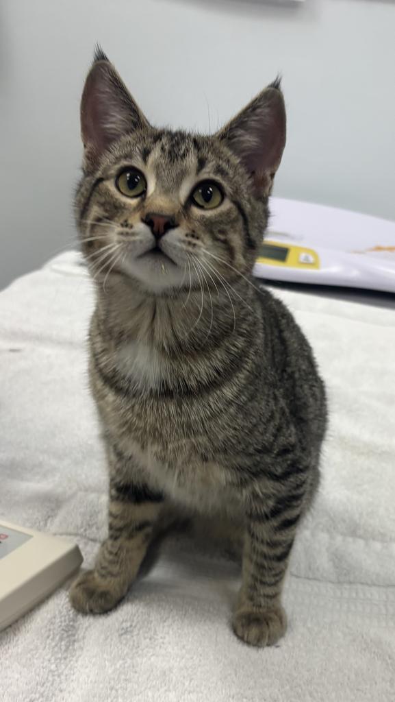 Turtle, Adopted, Kitten Male Domestic Short Hair.