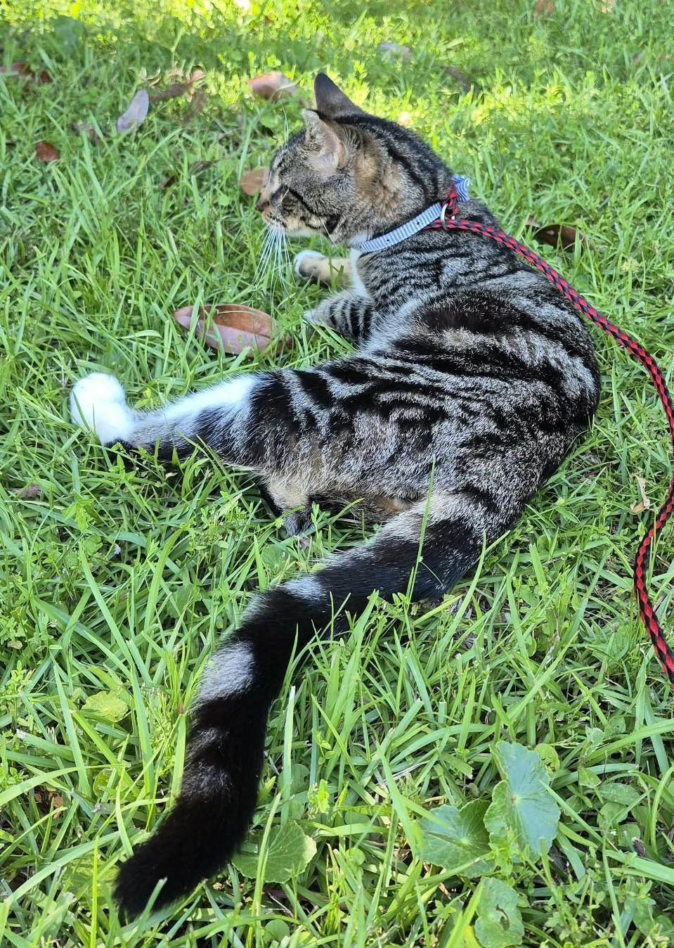 Walnut, a ADOPTABLE mixed breed in Ocean Springs, MS image 4/5