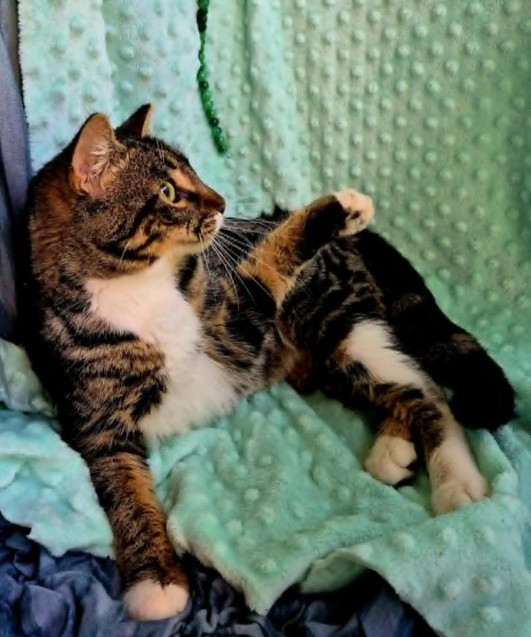 Walnut, a ADOPTABLE mixed breed in Ocean Springs, MS image 5/5