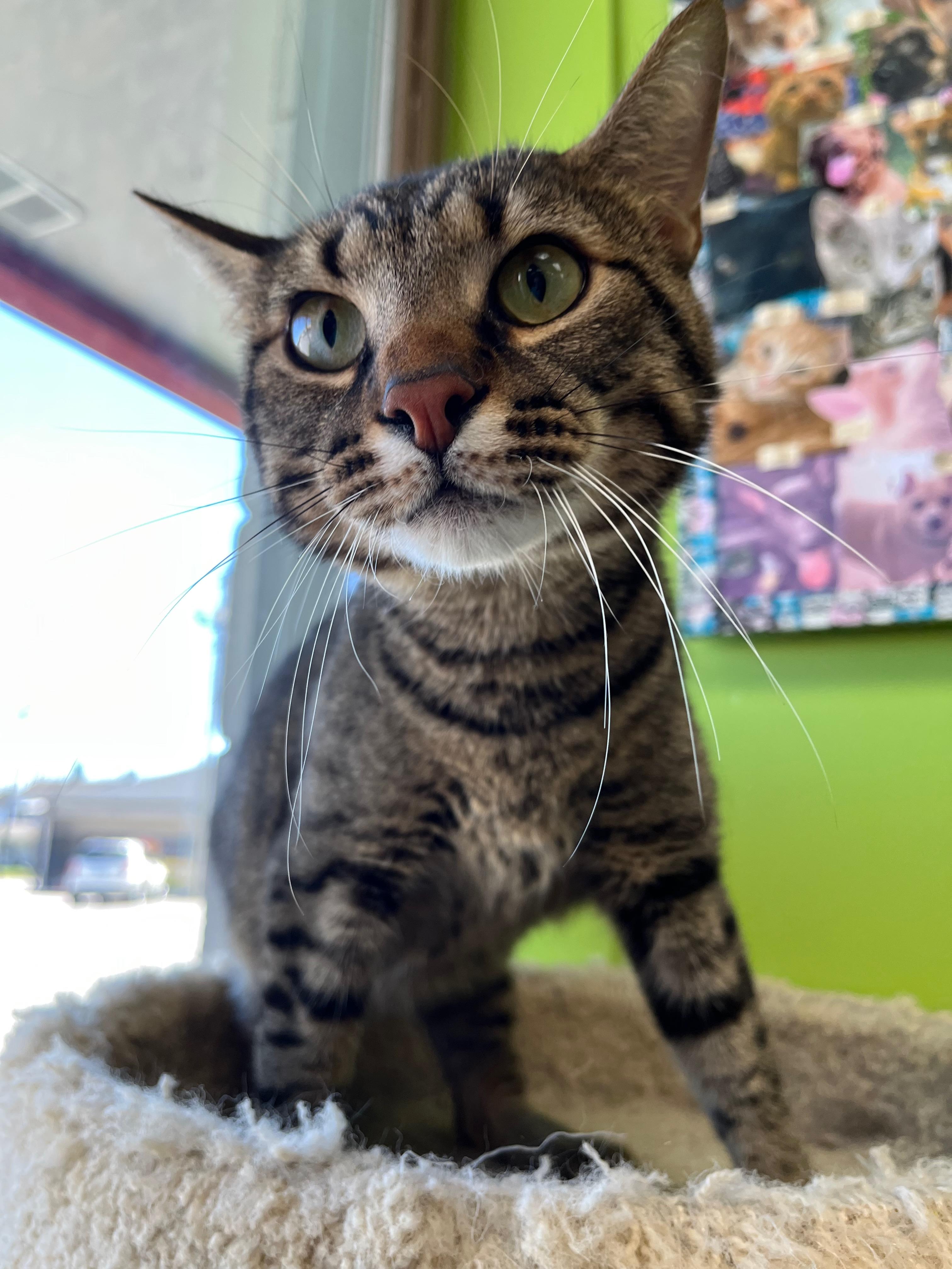 Enlarge Clayton, a Adoptable Domestic Short Hair in Richmond, KY image 4/6