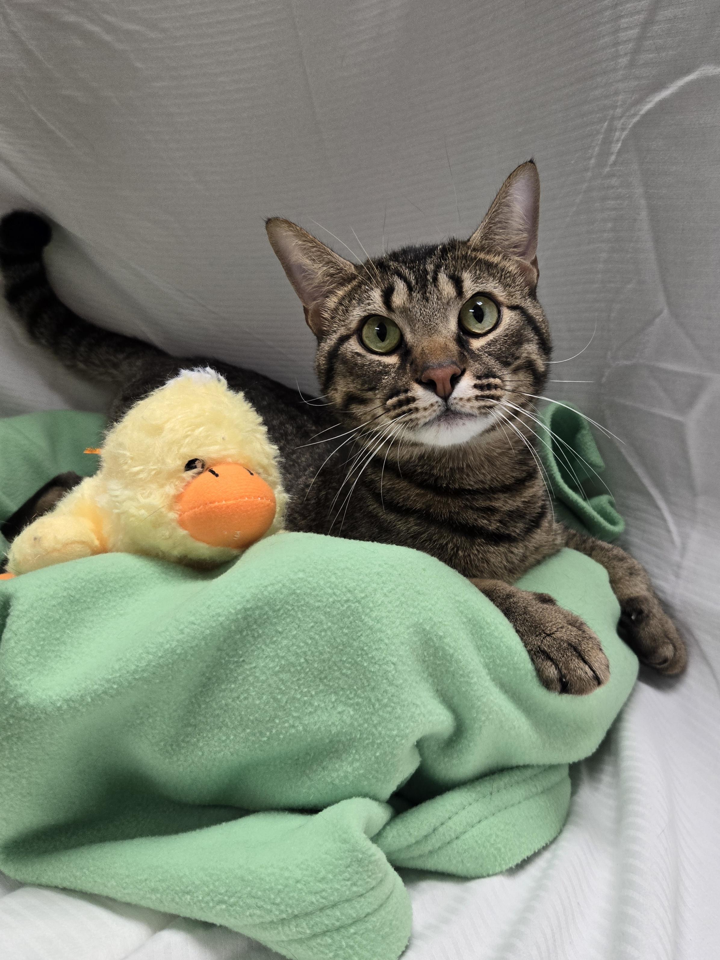 Enlarge Clayton, a Adoptable Domestic Short Hair in Richmond, KY image 2/6