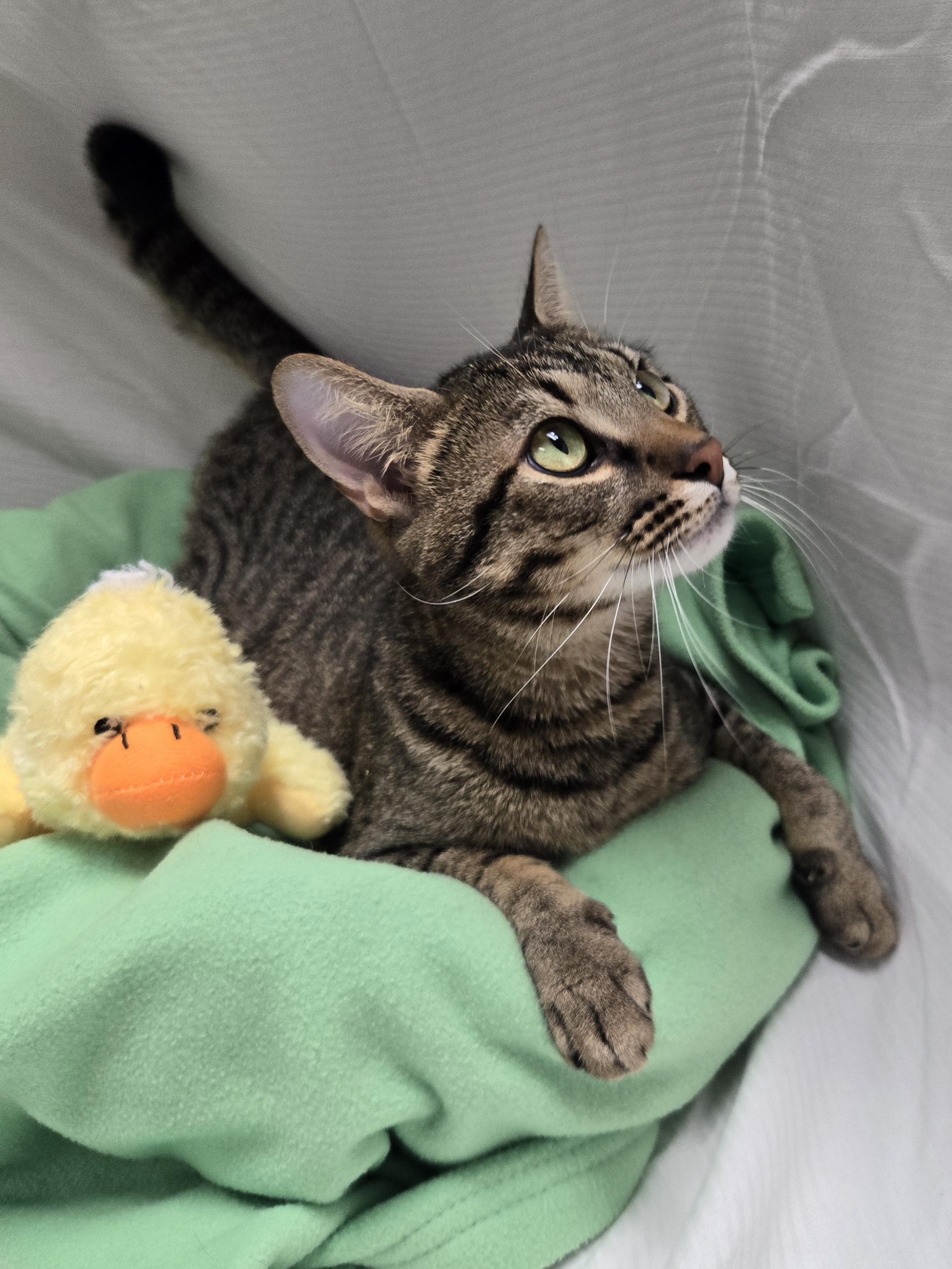Enlarge Clayton, a Adoptable Domestic Short Hair in Richmond, KY image 5/6
