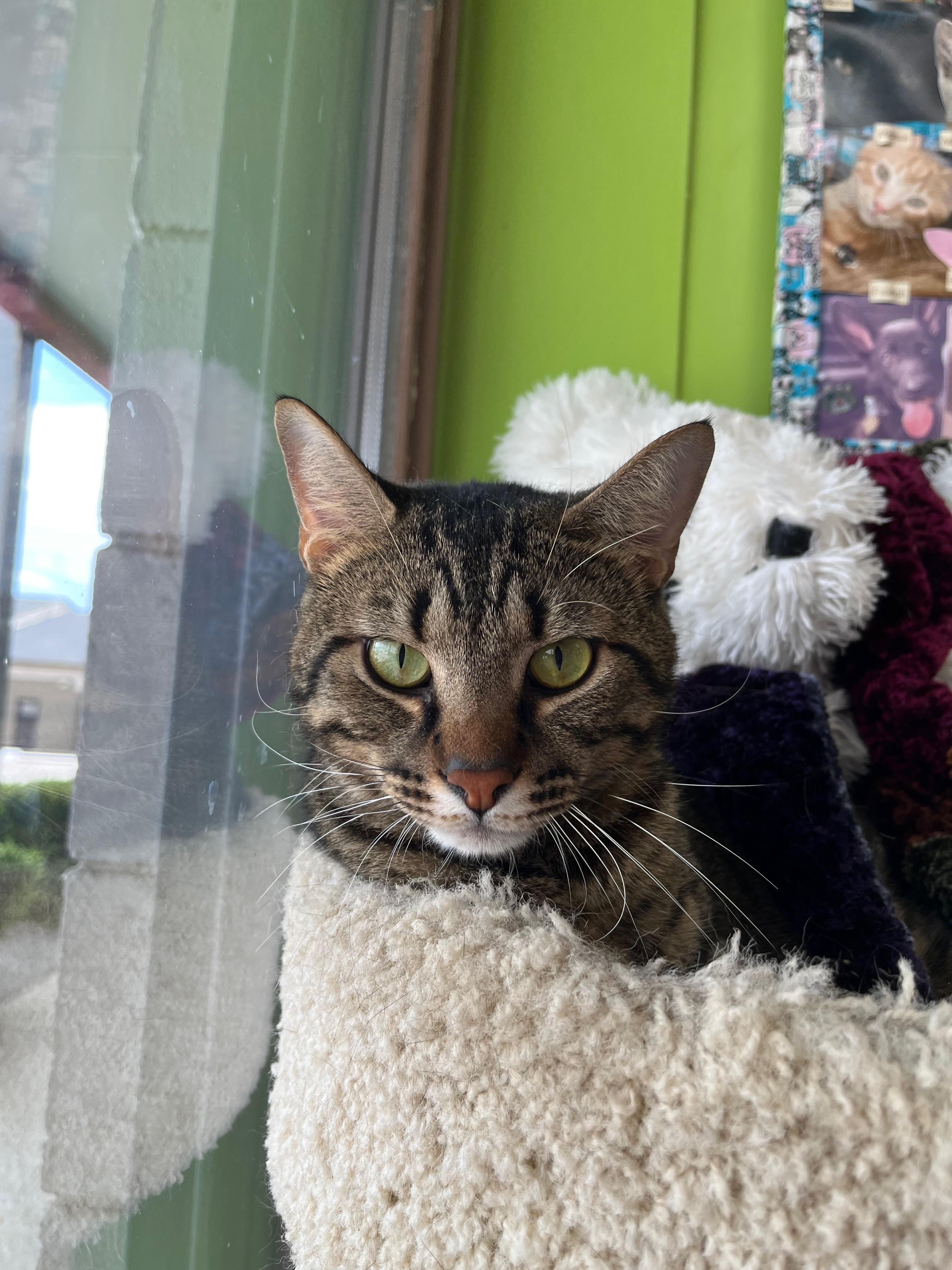 Enlarge Clayton, a Adoptable Domestic Short Hair in Richmond, KY image 1/6