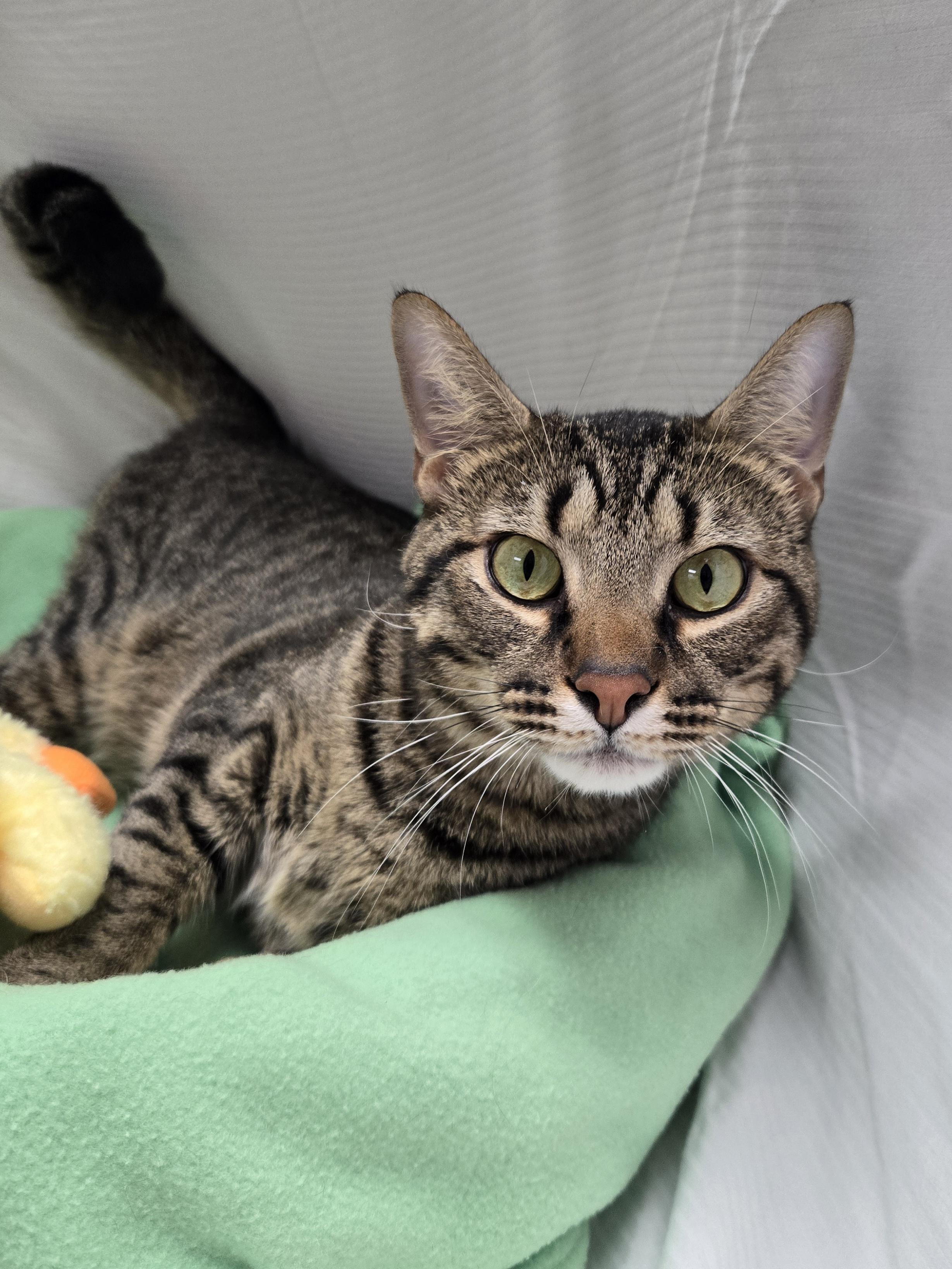 Enlarge Clayton, a Adoptable Domestic Short Hair in Richmond, KY image 3/6