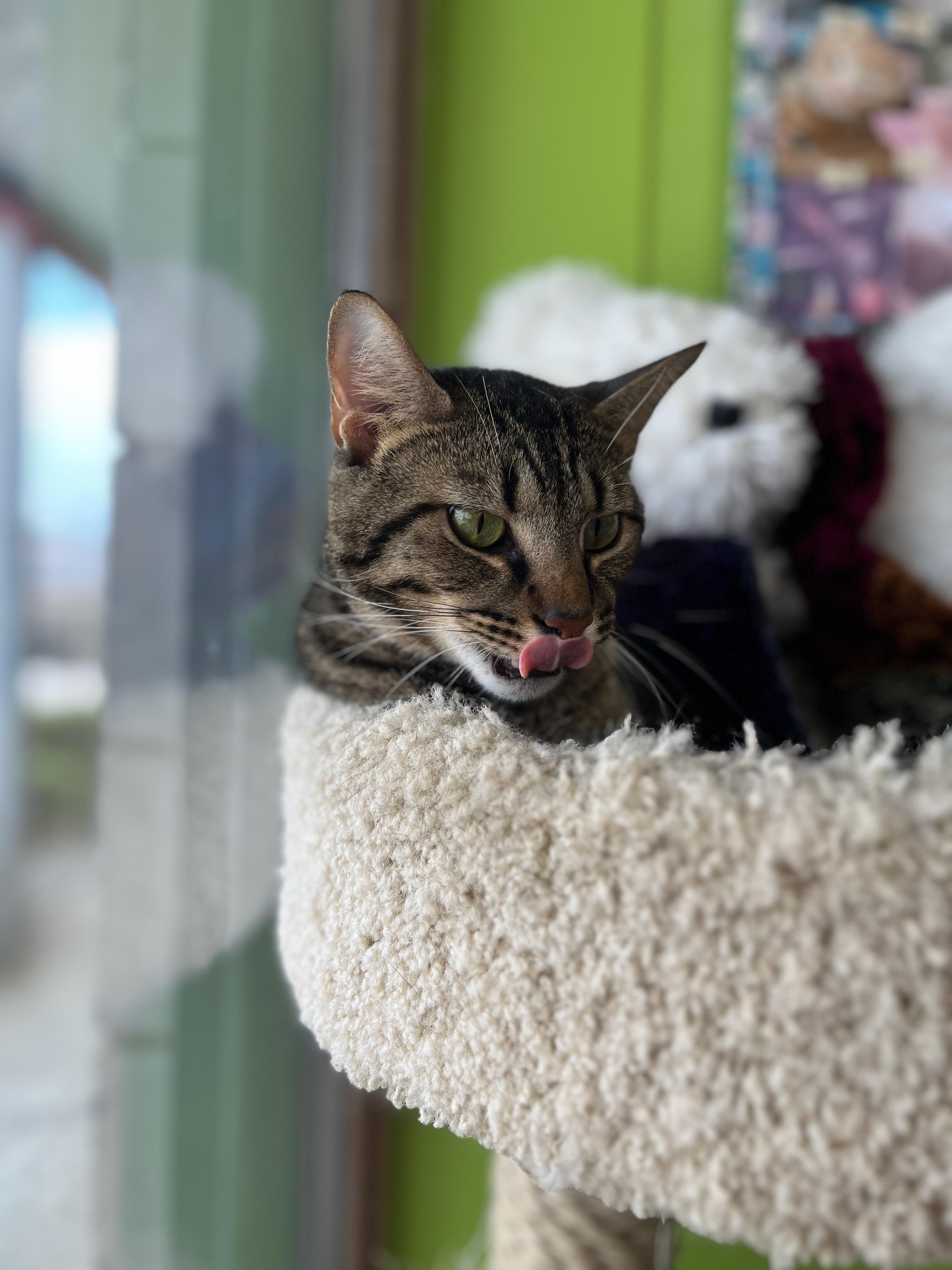 Enlarge Clayton, a Adoptable Domestic Short Hair in Richmond, KY image 6/6