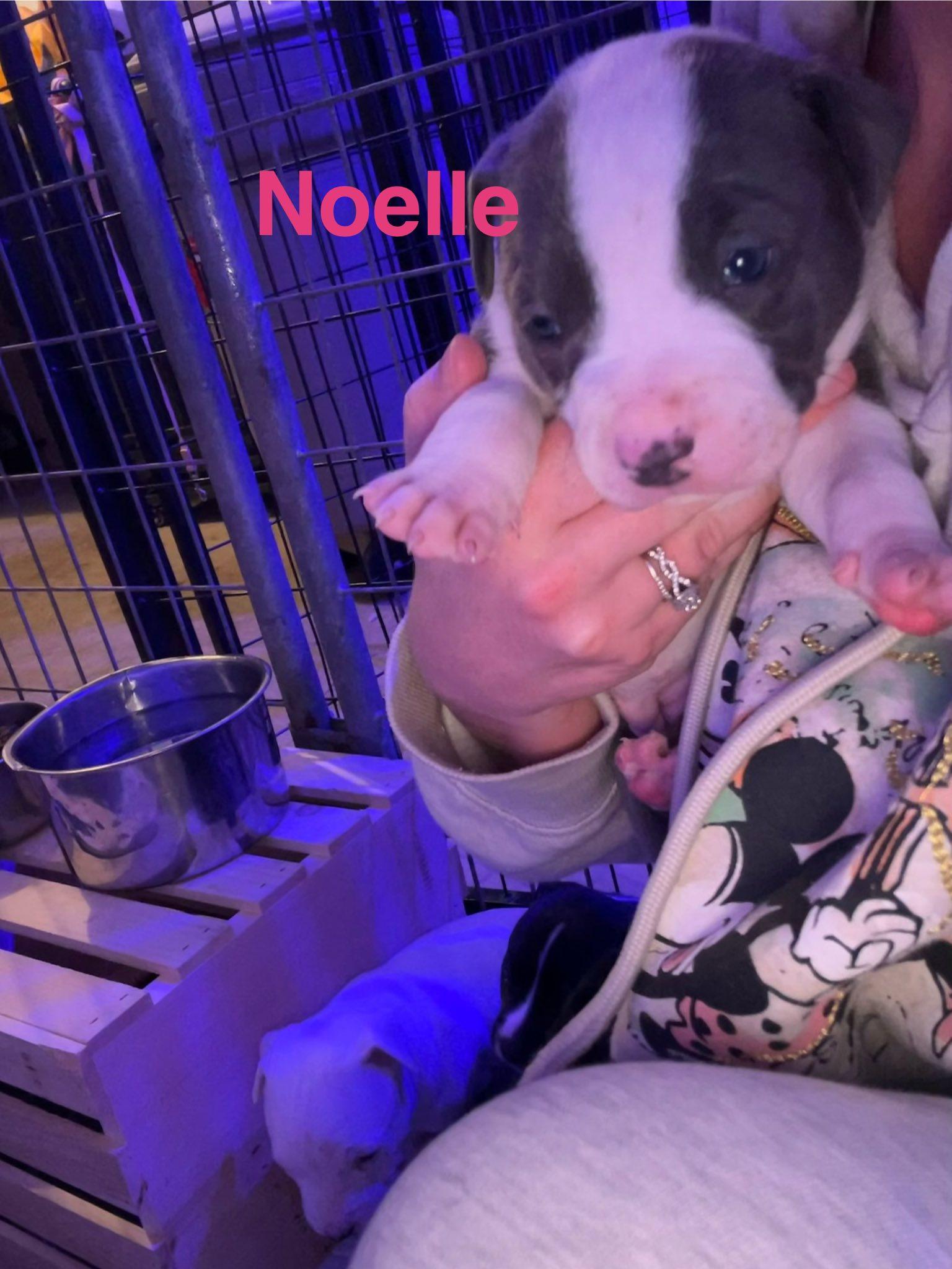 Noelle, Adoptable, Puppy Female Pit Bull Terrier.