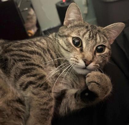 Enlarge Lynx, a Adoptable mixed breed in Wilkesboro, NC image 1/3